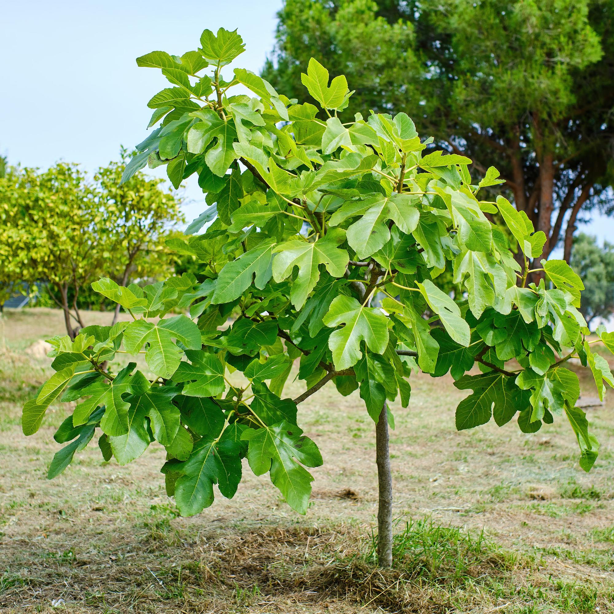 Fig tree ‘Brown Turkey’ (Ficus carica) – 19–90 cm