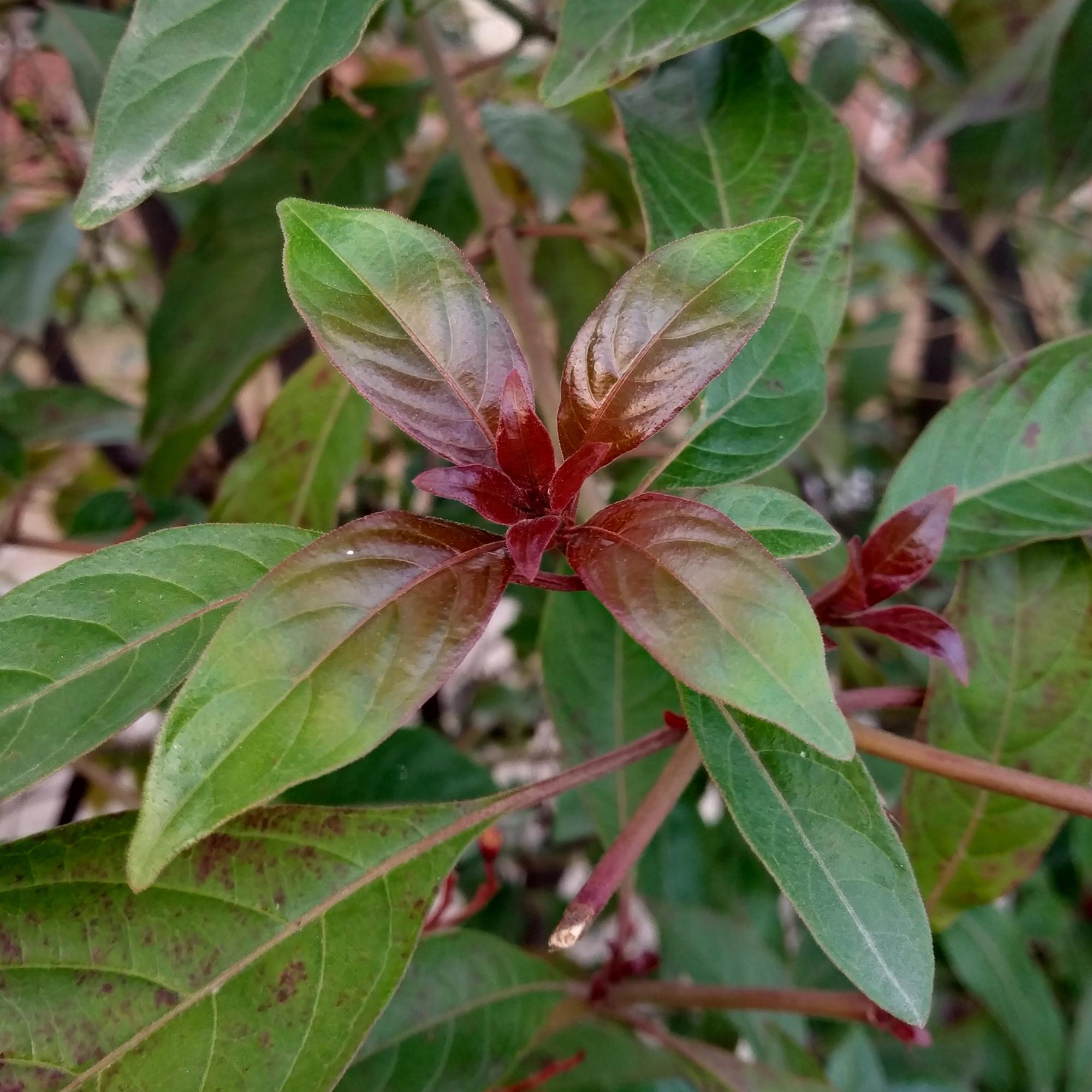 Cornus alba 'Kesselringii' – Ornamental dogwood with dark branches, 45 cm tall