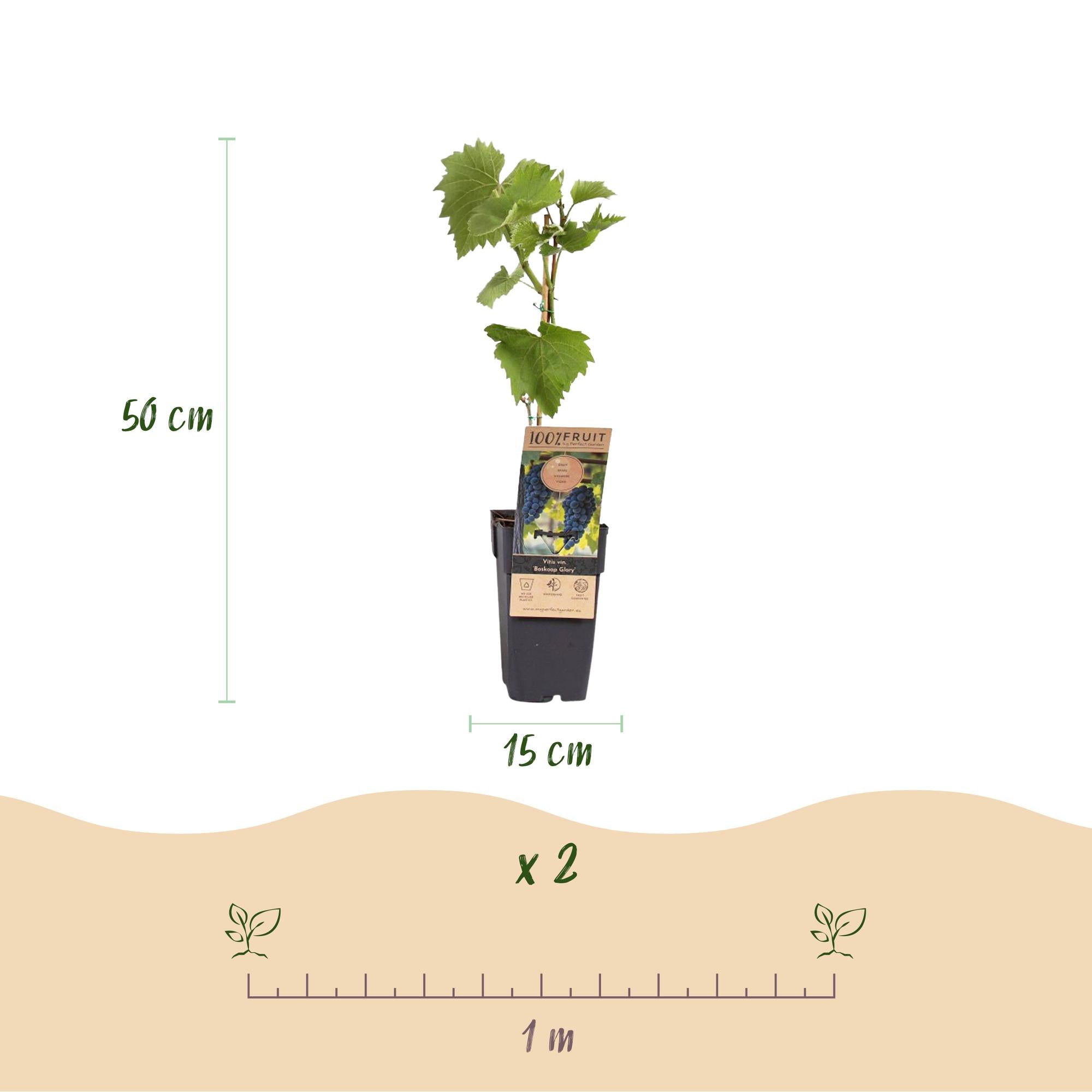 Pianta di uva blu 'Boskoop Glory' – Set di 2, vaso da 15 cm, altezza 50 cm