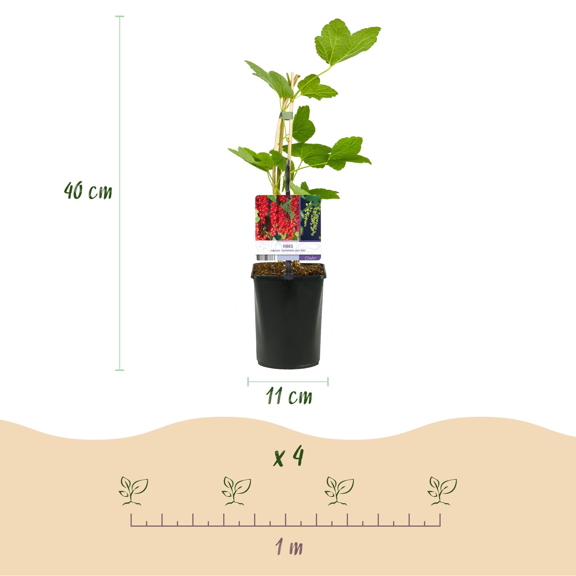 Berry mix – 4 fruit plants: Red berry, yellow raspberry, blackberry & blueberry (11 cm pot, 40 cm high)