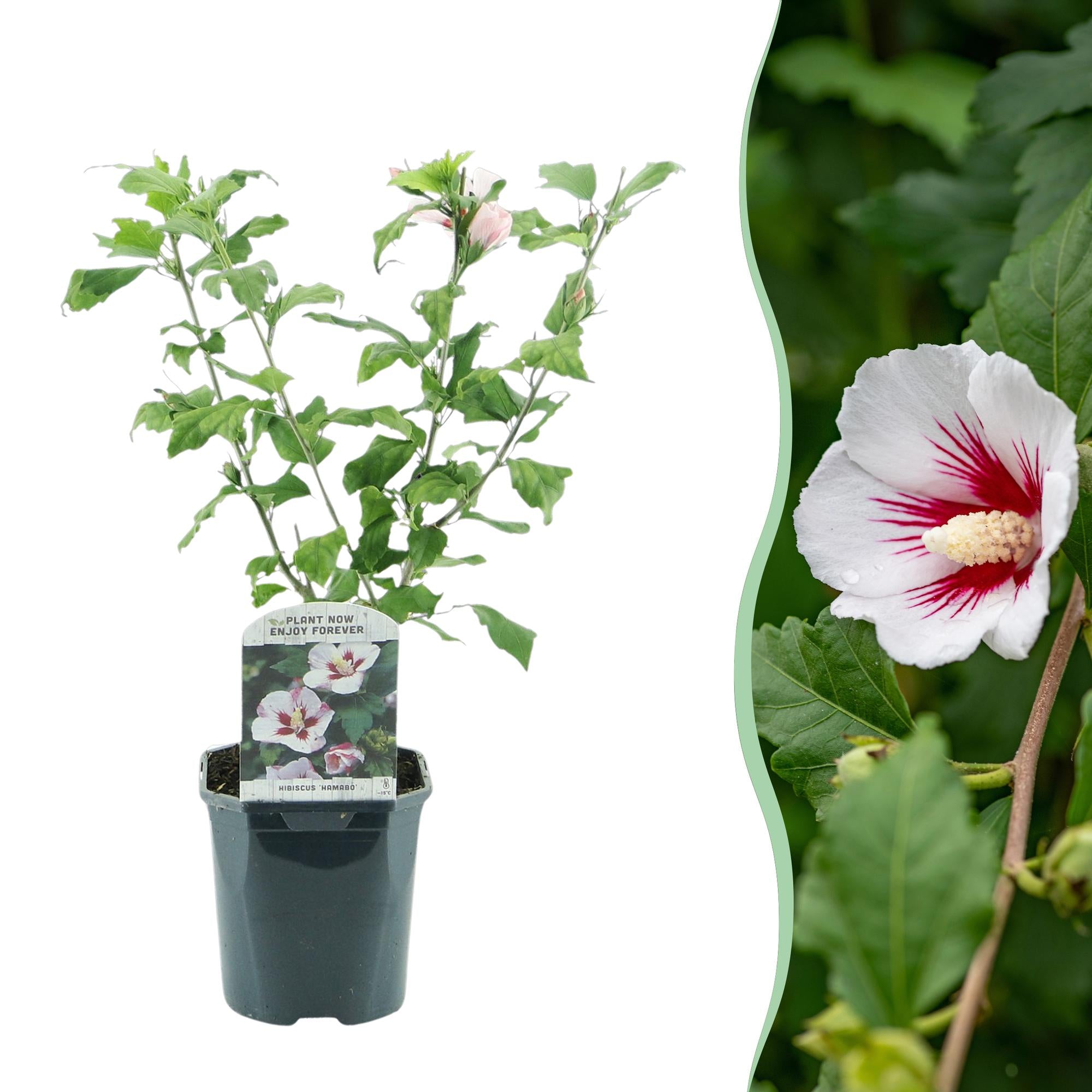 Hibiscus ‘Hamabo’ – laubabwerfend, hellrosa blühend, 17 cm Topf, 45 cm hoch