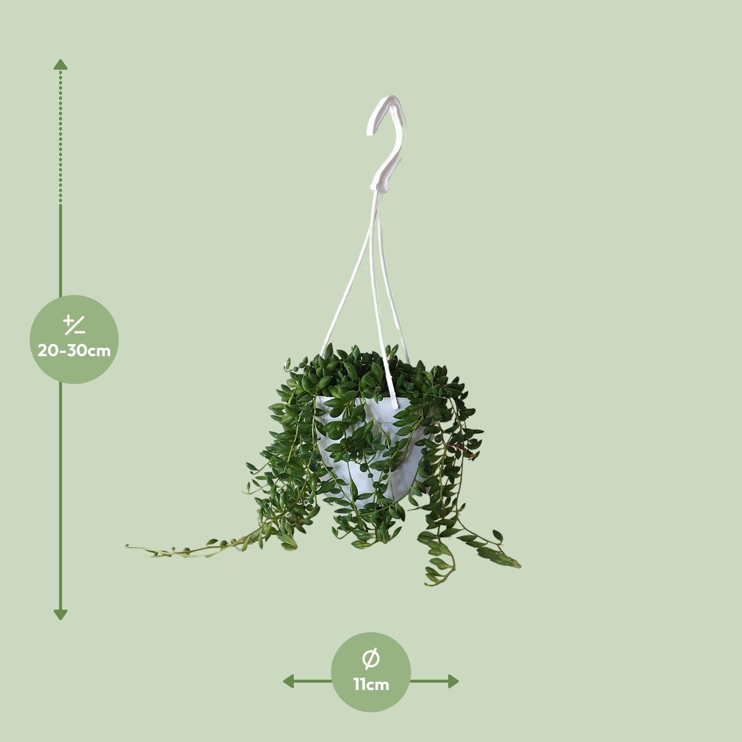 Senecio Herreianus – Erbsenpflanze - 20-25 cm