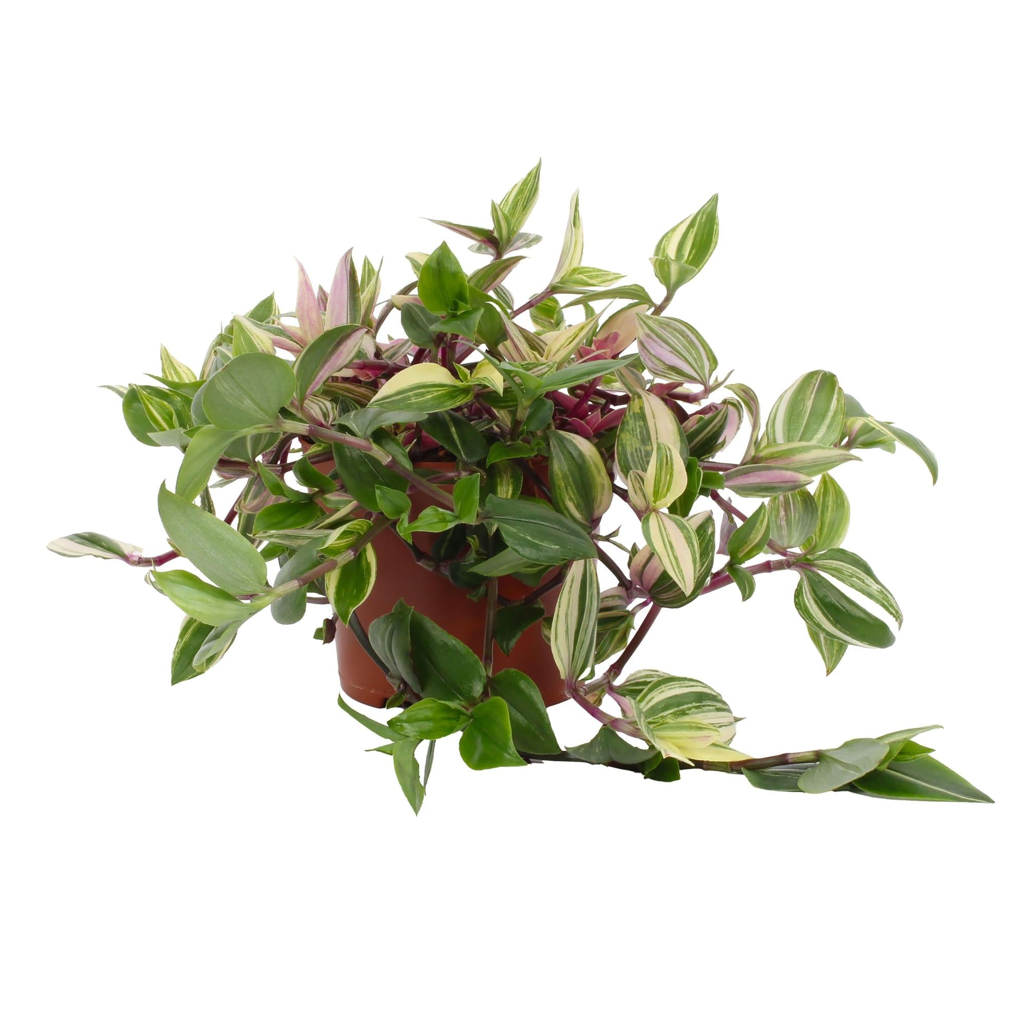 Tradescantia Quadricolor - Pink Pampas - 12cm Topf, 17cm hoch