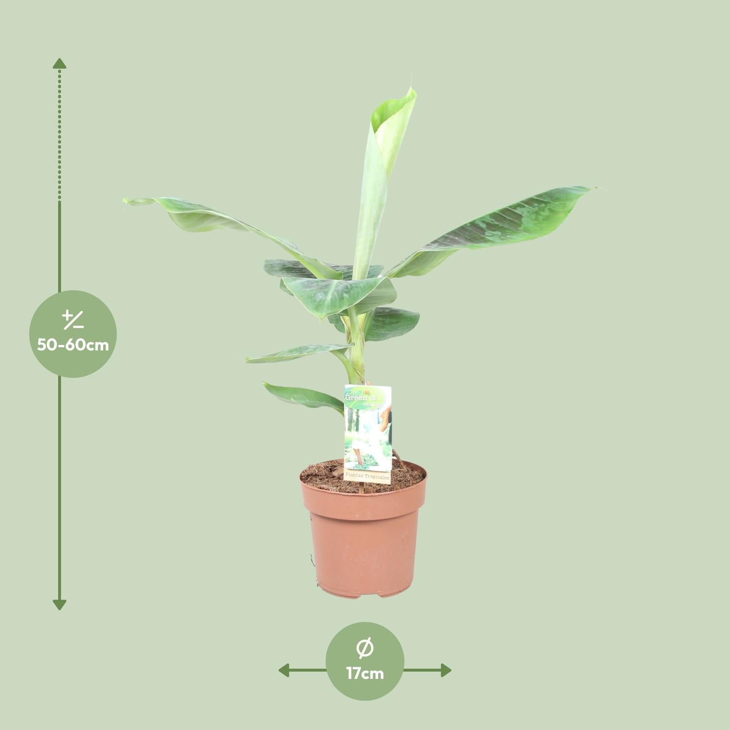 Musa Dwarf Cavendish – Zwergbanane - 60-130 cm