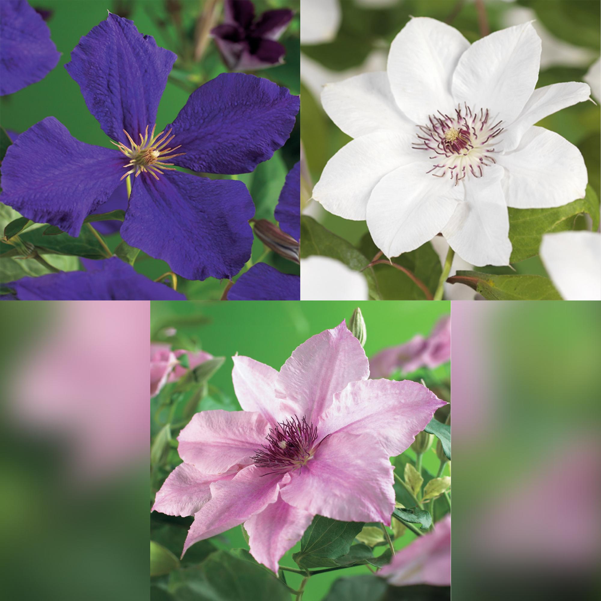 Climbing plant Clematis 'Tricolour' – Pink-white-purple flowers, 3 plants, 11 cm pot, approx. 40 cm tall