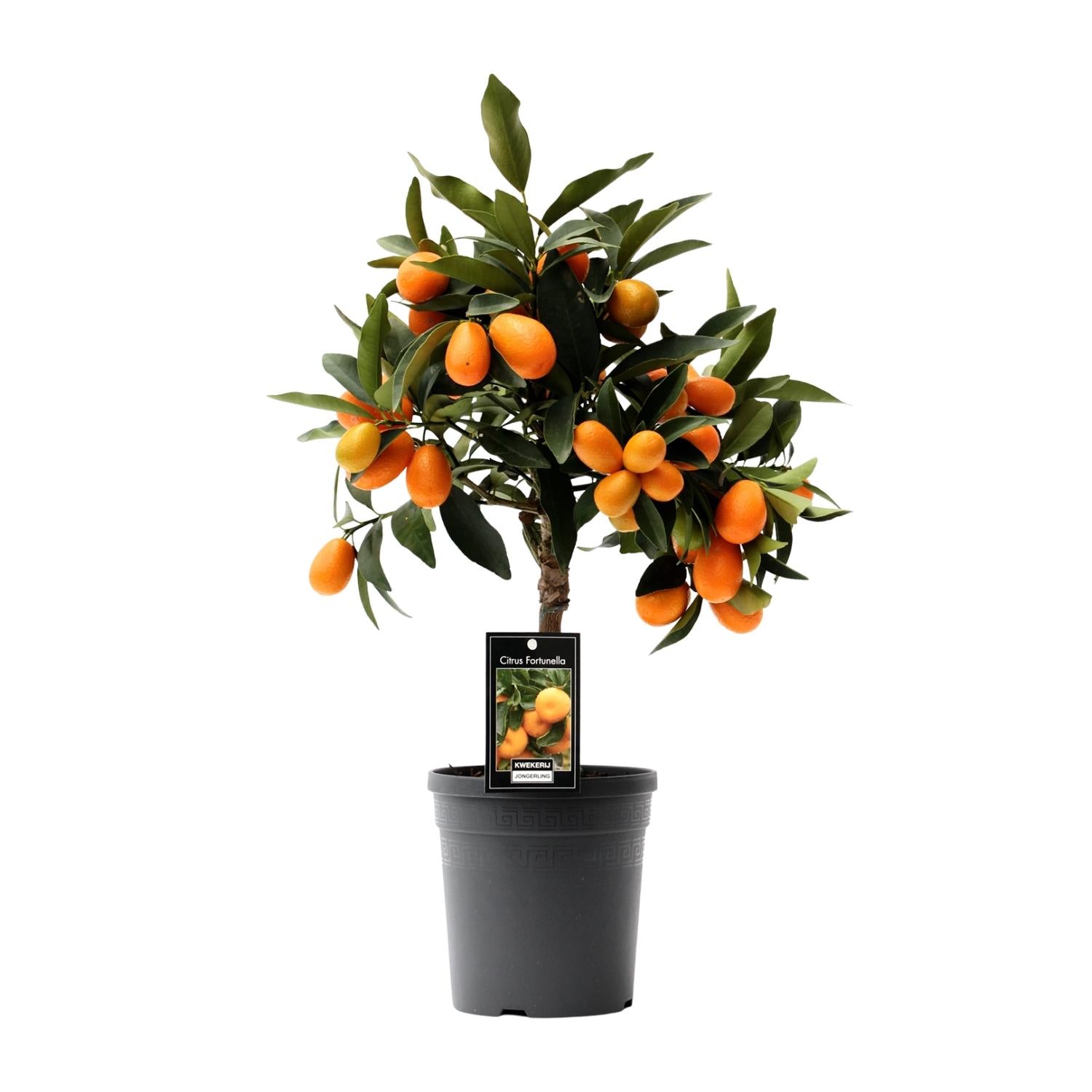 Citrus Kumquat - 16cm pot, 45cm tall