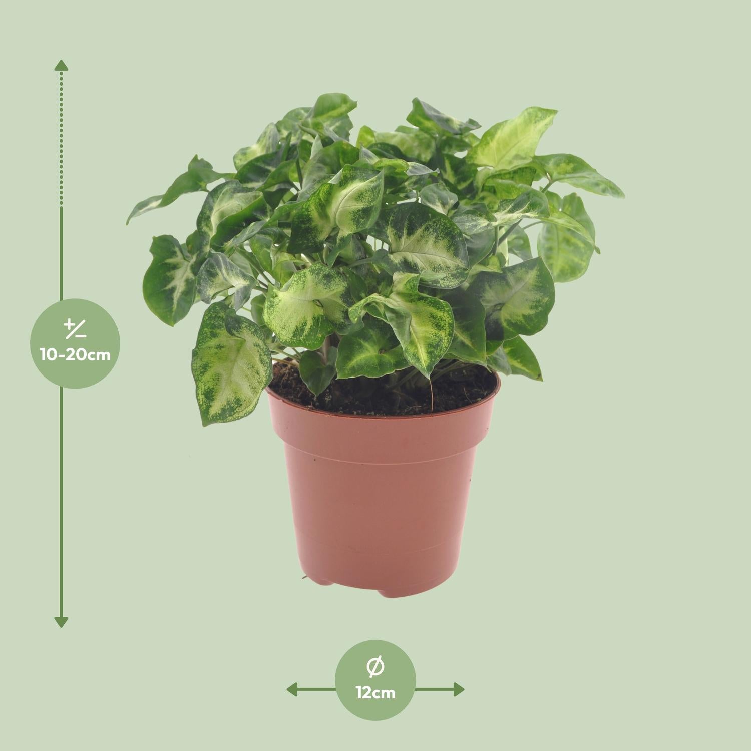 Syngonium 'Pixie' – Purpurtute - 20-30 cm