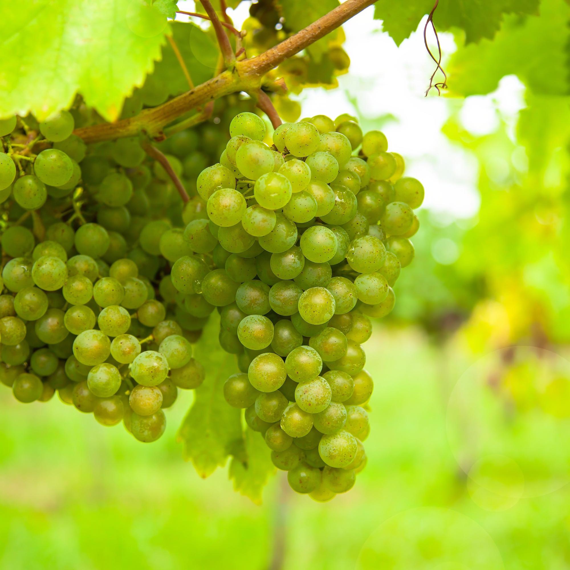 Pianta da frutto a uva bianca 'Frühzeit von der Laan' – 2 piante, vaso da 15 cm, ca. 50 cm di altezza