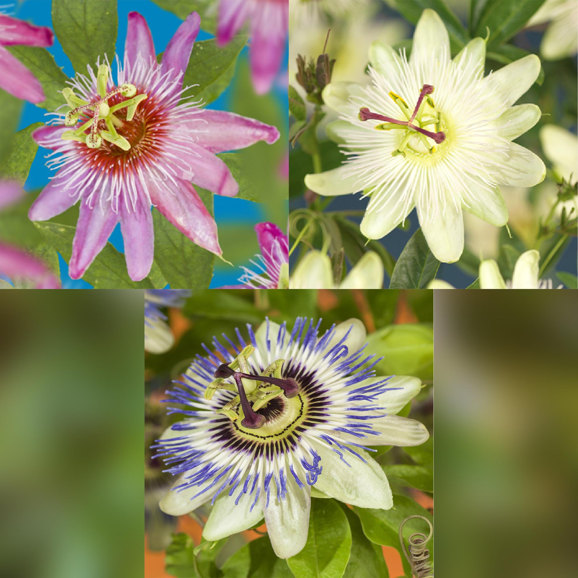 Passiflora 'Tricolour' – pianta rampicante colorata, 3 piante, vaso da 11 cm, altezza 40 cm