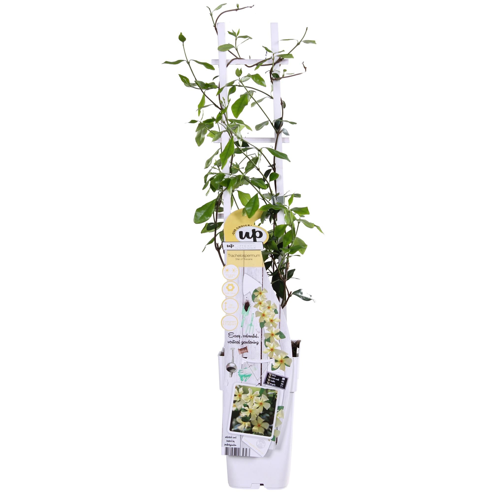 Jasmine 'Star of Toscana' – Trachelospermum, evergreen, 15 cm pot, 65 cm tall