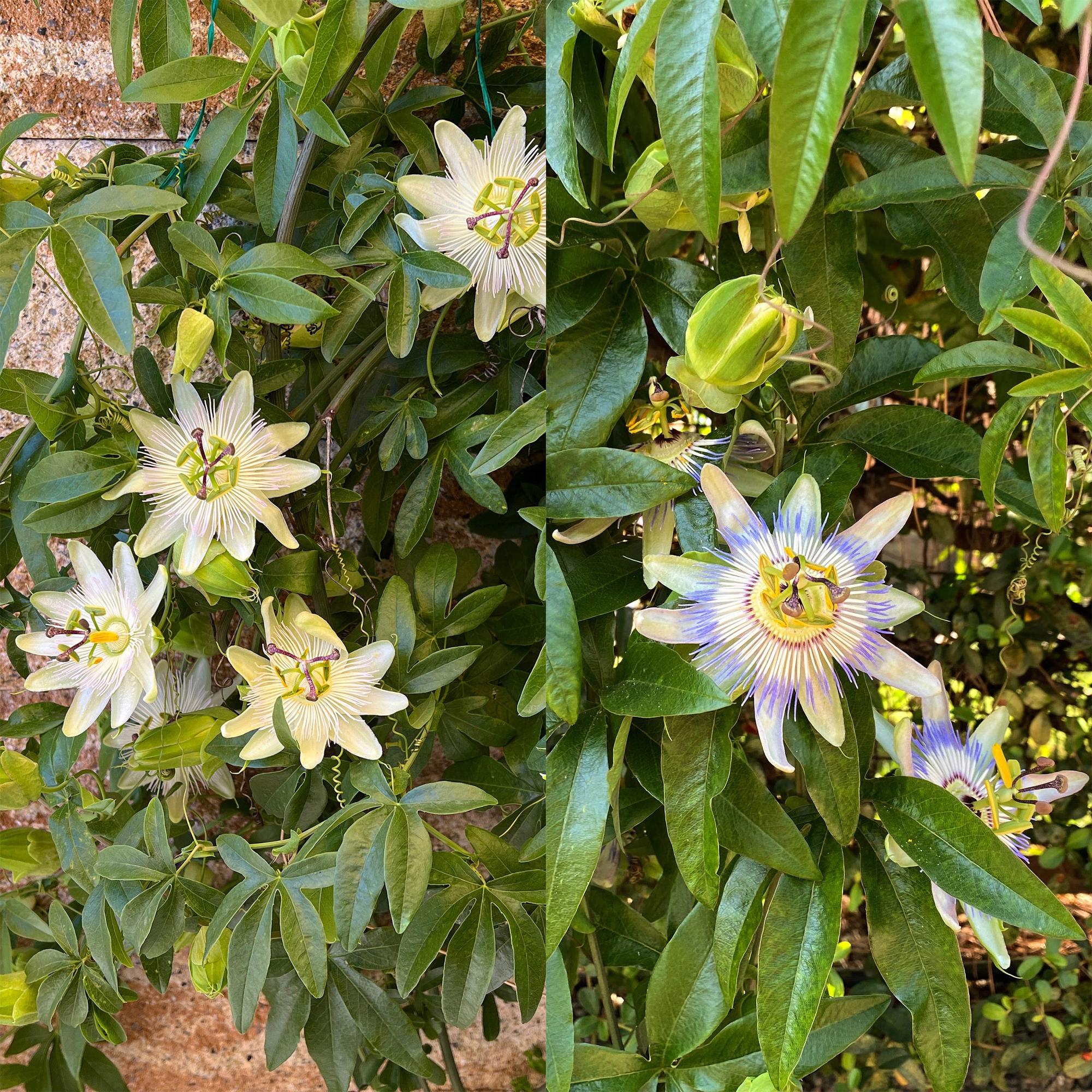 Passiflora 'Tricolour' – pianta rampicante colorata, 3 piante, vaso da 11 cm, altezza 40 cm
