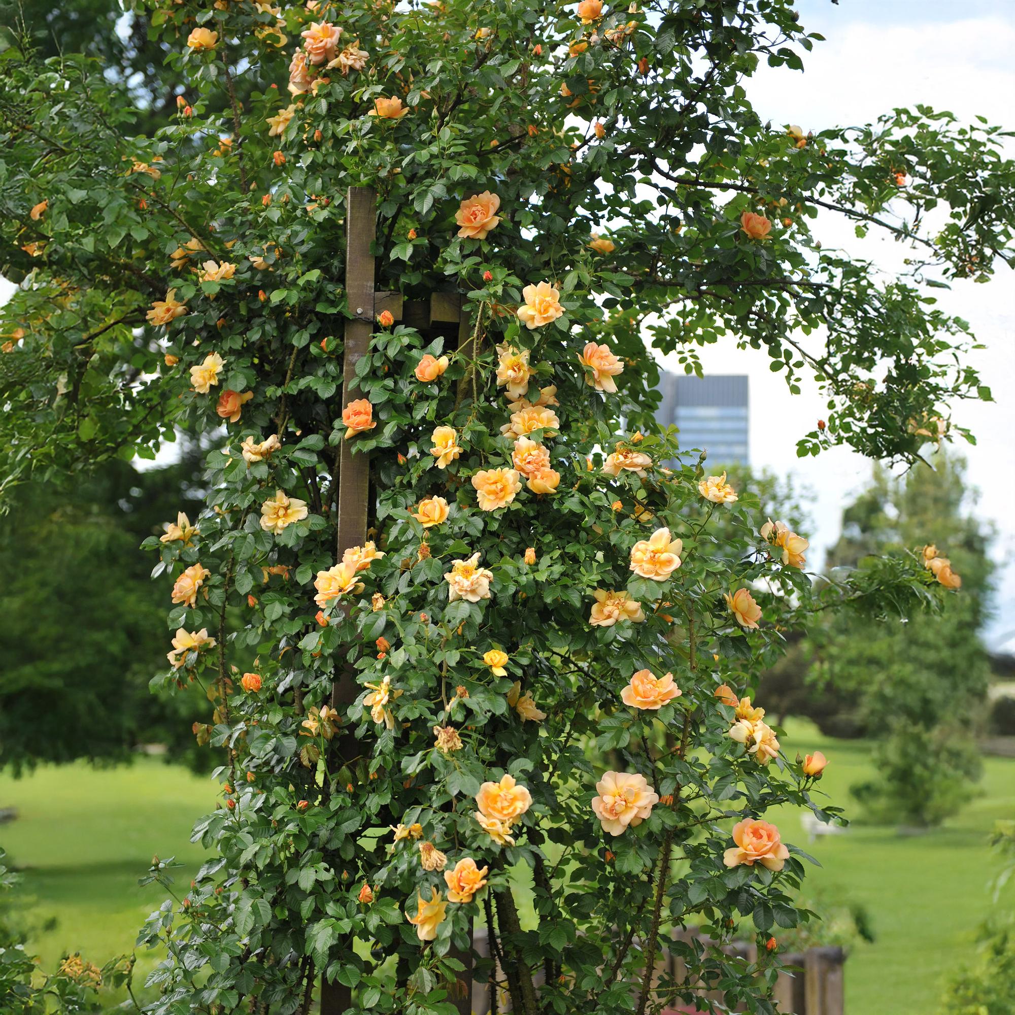 Rosa ‘Orange Climber’ – Kletterrose mit orangefarbenen Blüten, 2 Pflanzen, 40 cm Höhe