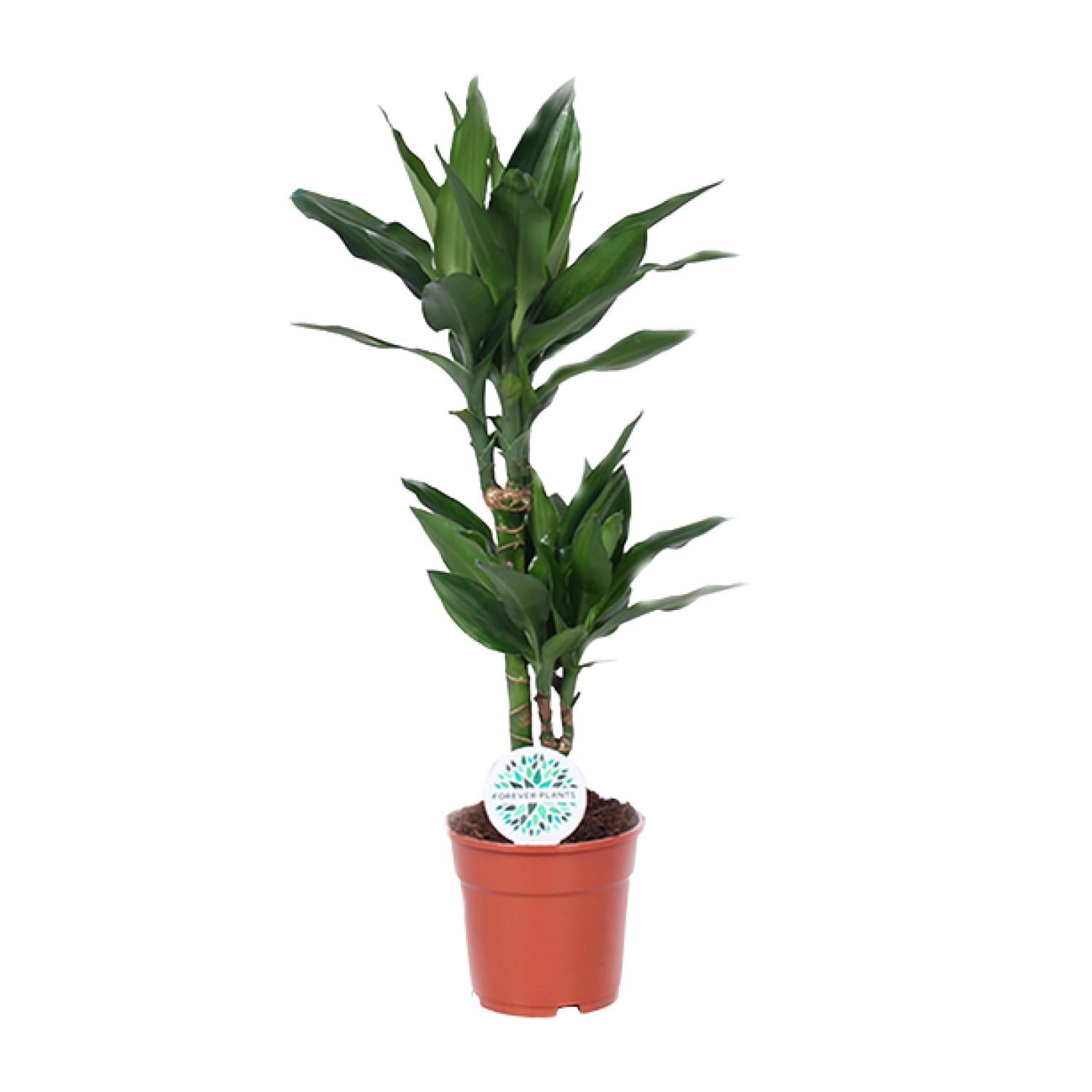 Dracaena Janet Lind – Drachenbaum - 70-130 cm