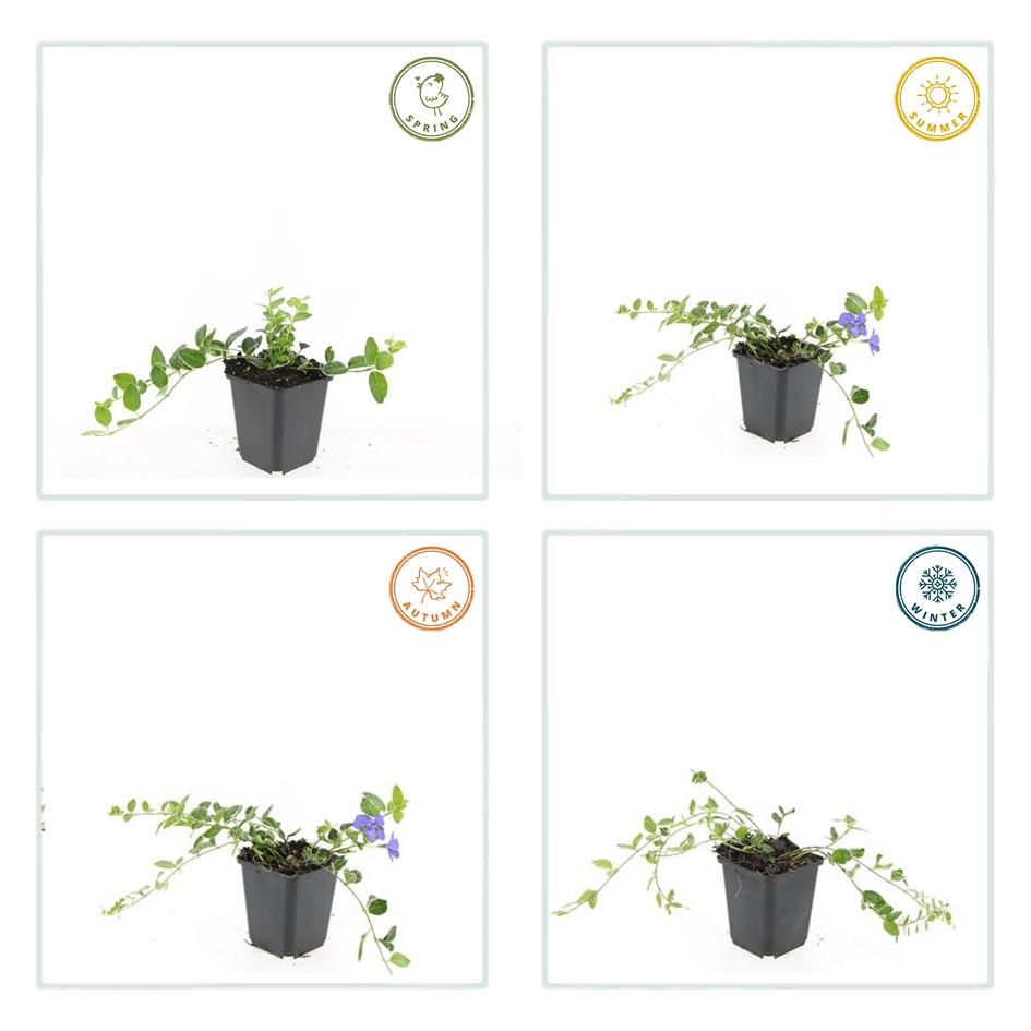 Immergrün ‘Argenteovariegata’ – buntlaubige Sorte, 9 cm Topf, 10–25 cm