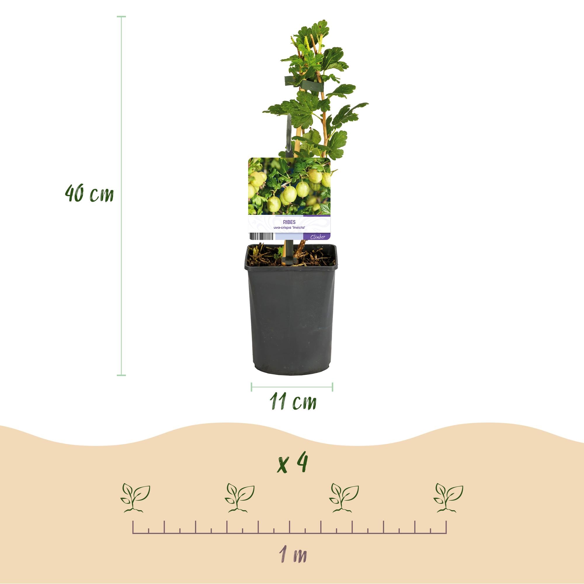 Gooseberry fruit plant “Invicta” – 2 plants, 11 cm pot, approx. 40 cm tall
