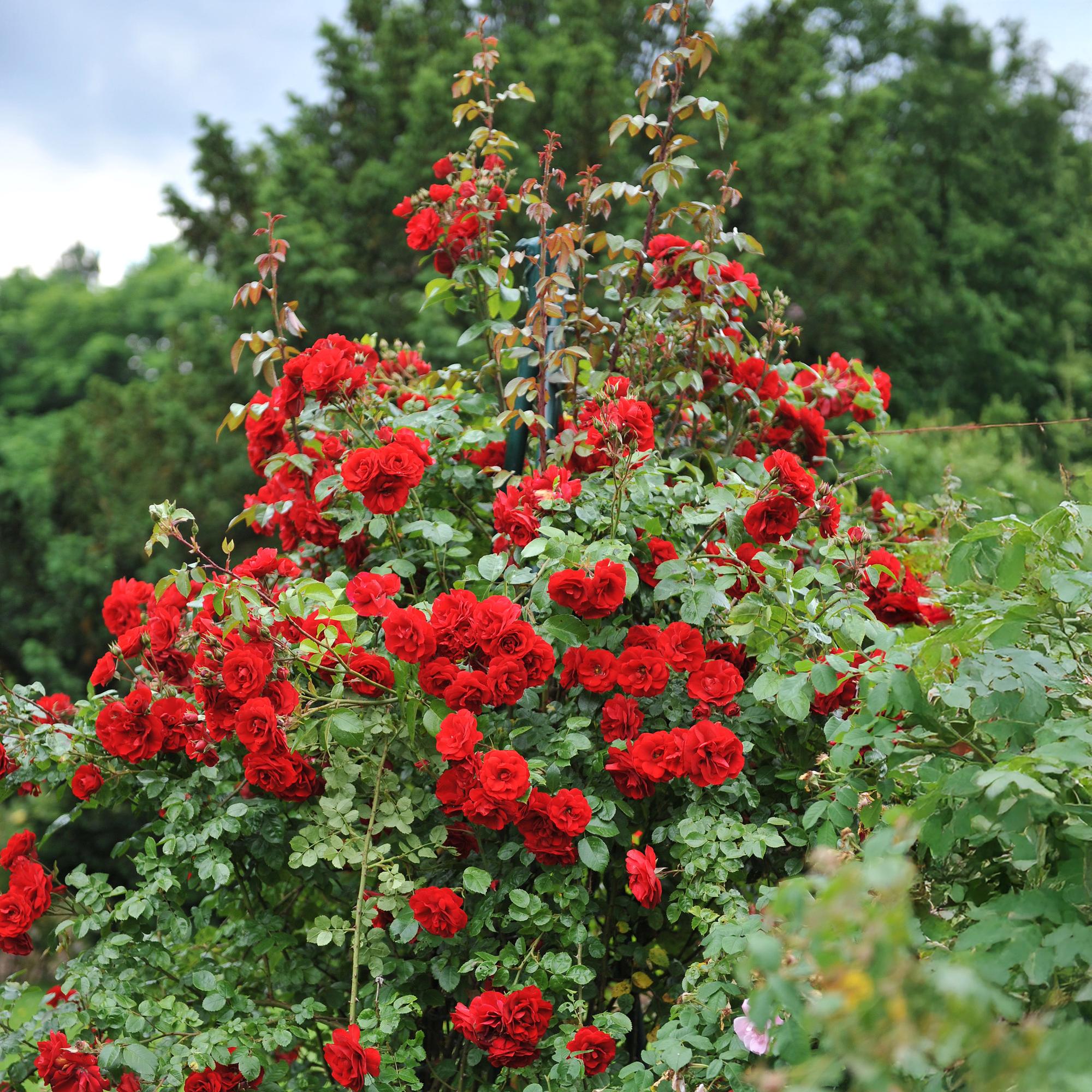 Climbing rose 'Red Climber' – red flowering, robust variety, 2 plants, 11 cm pot, 40 cm