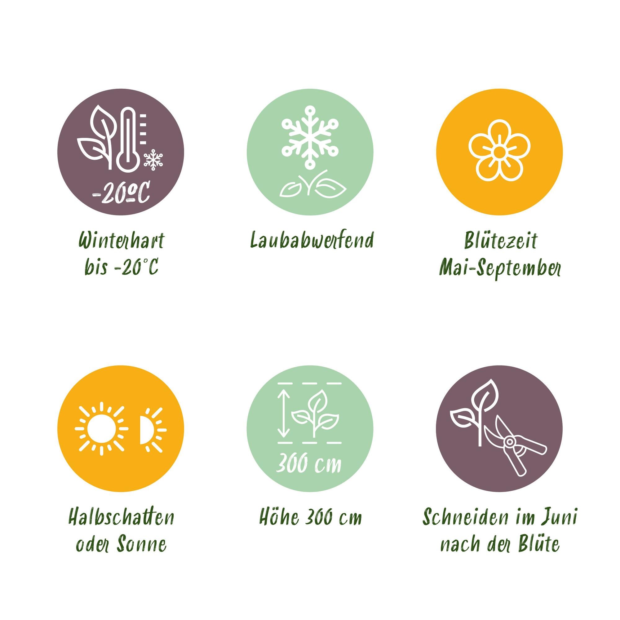 Climbing plant Clematis 'Rainbow' – multicolored flowering, 4 plants, 11 cm pot, 40 cm height