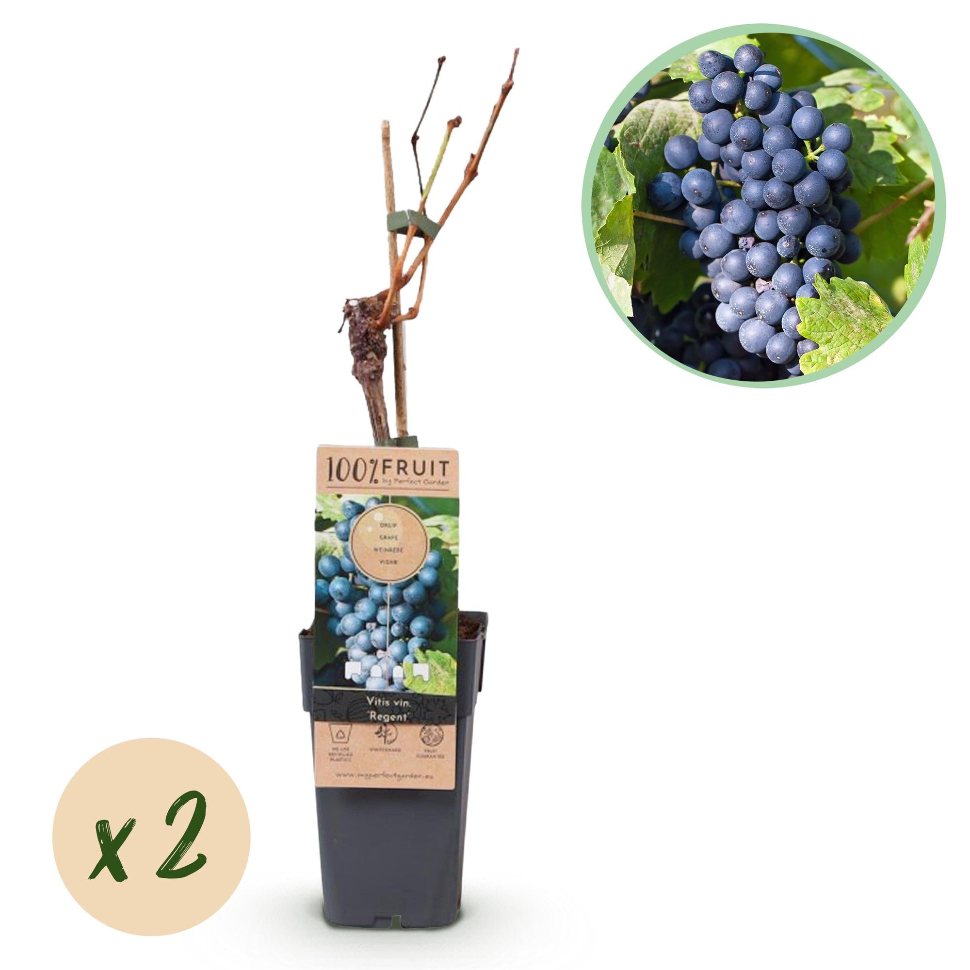 Pianta da frutto Blue Grape 'Regent' – Set di 2, vaso da 15 cm, altezza 50 cm