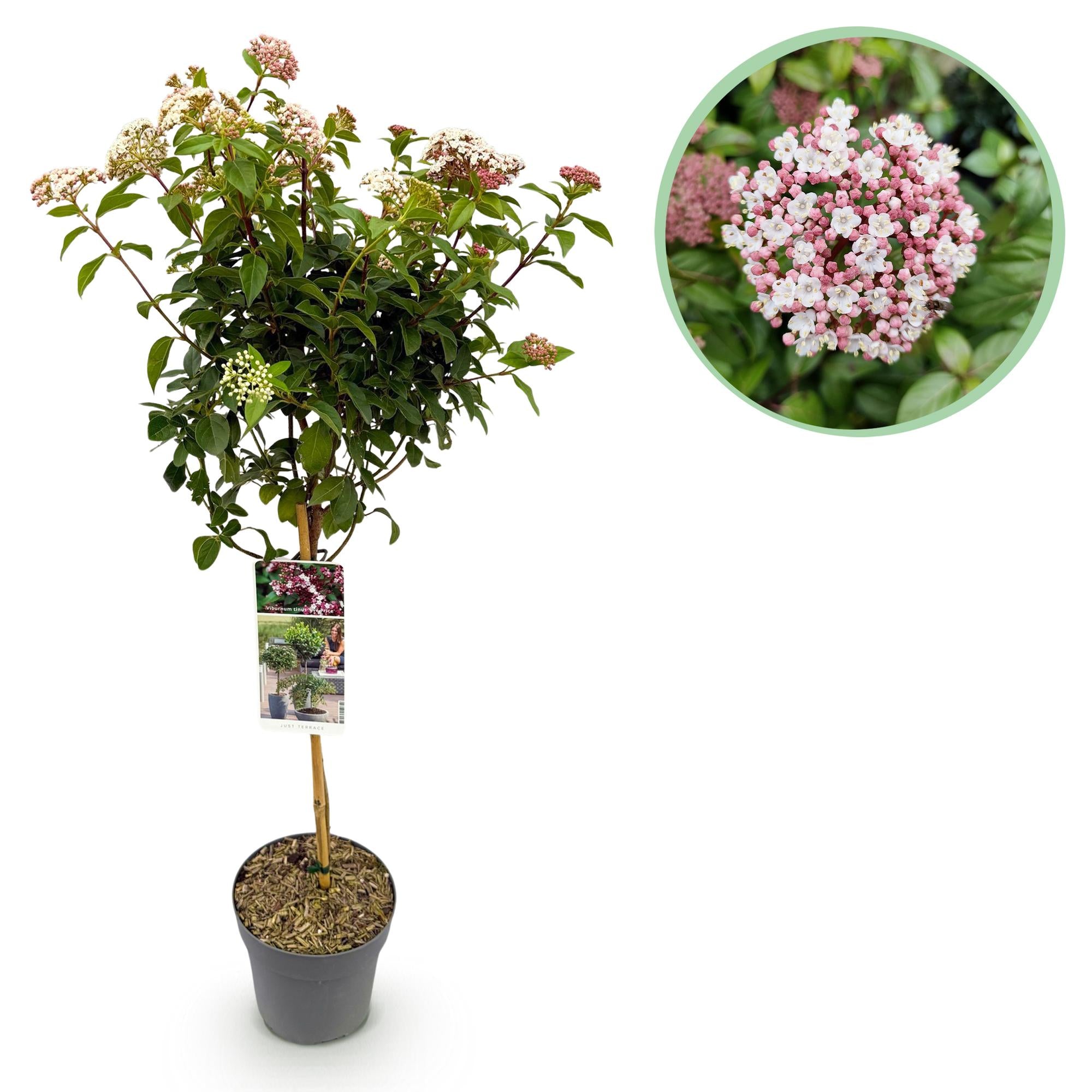 Viburnum tinus 'Eve Price' standard – pianta da patio, resistente, vaso da 19 cm, altezza 90 cm