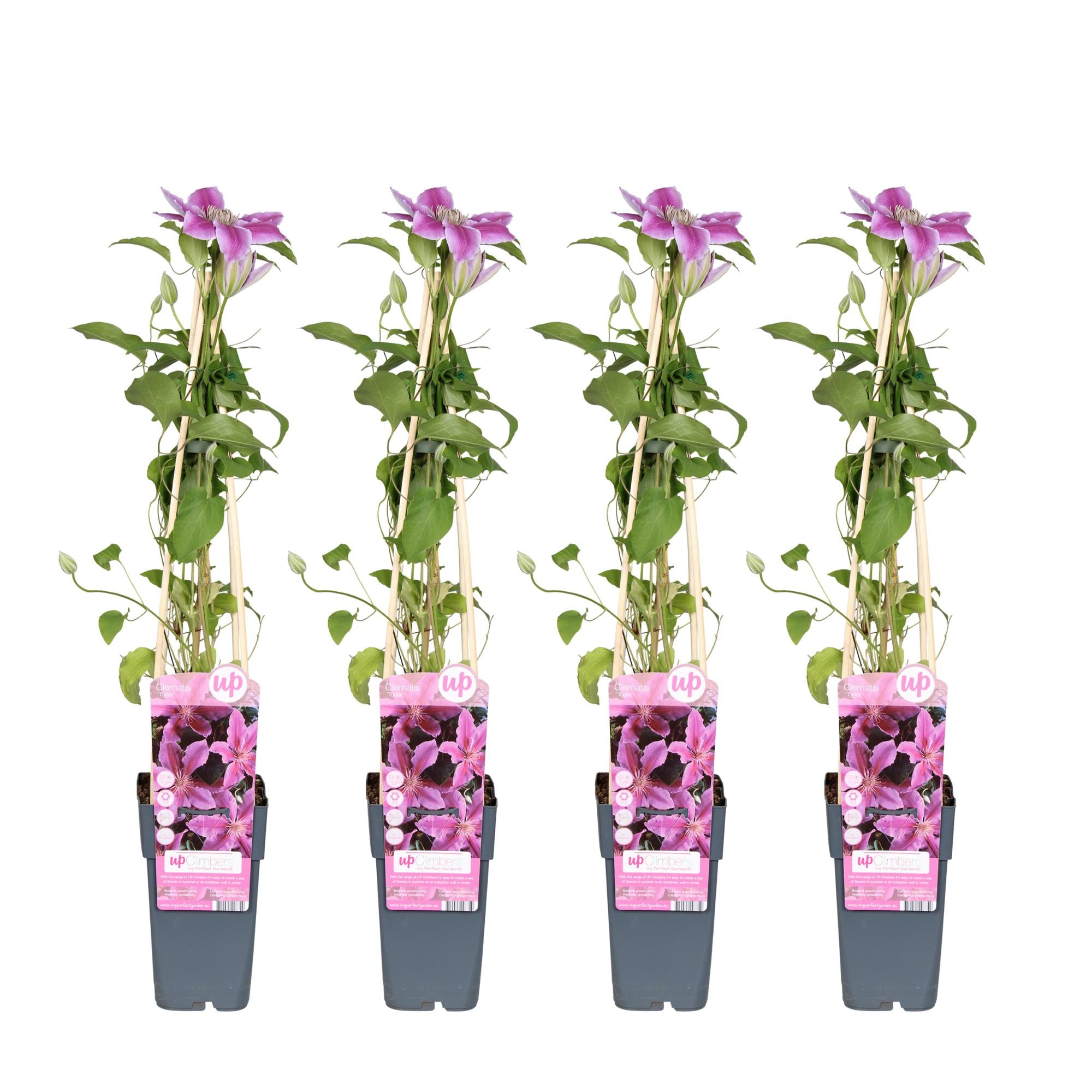 Clematis 'Tudor' – varietà a fioritura abbondante, vaso da 15 cm, altezza 65 cm