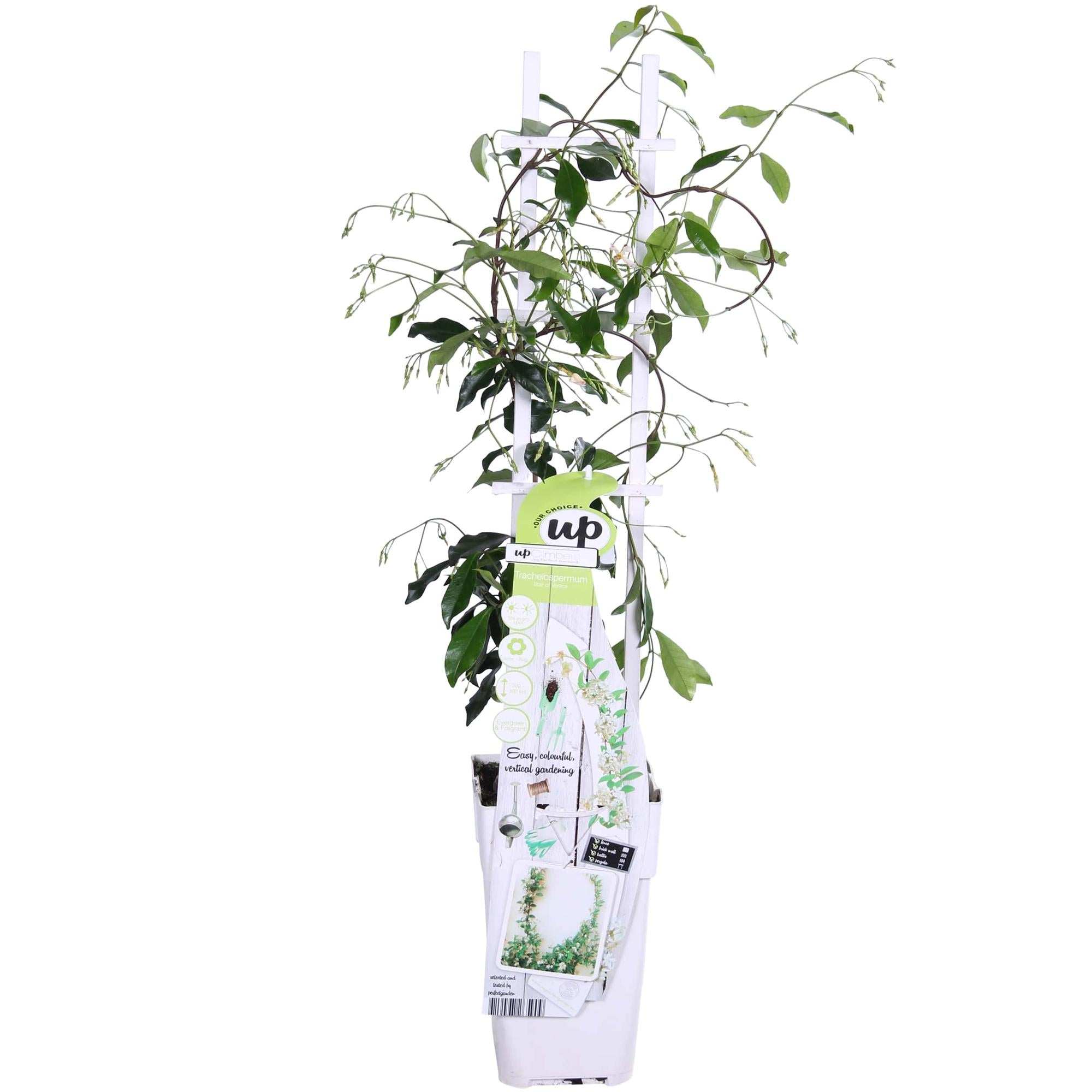 Trachelospermum 'Star of Venice' – evergreen jasmine, white flowers, 15 cm pot, 65 cm tall