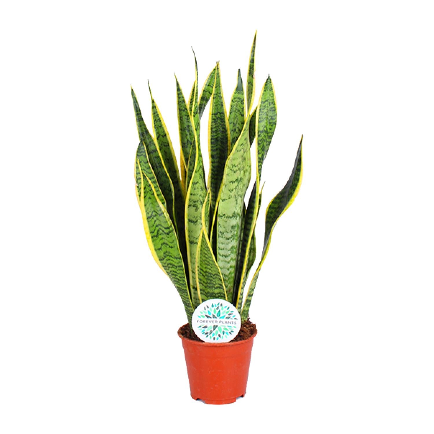 Sansevieria Trifasciata Laurentii – Bogenhanf - 40-84 cm