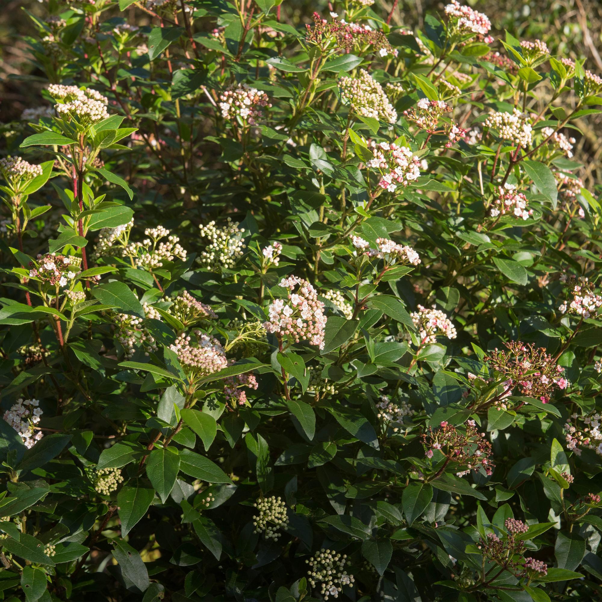Viburnum tinus ‘Eve Price’ Stamm – Terrassenpflanze, winterhart, 19 cm Topf, 90 cm hoch