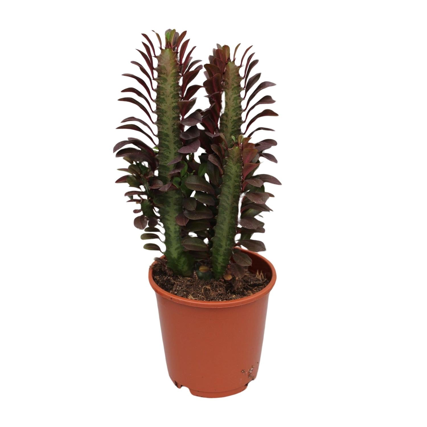 Euphorbia Trigona Rubra – Roter Afrikanischer Milchbaum - 40-70 cm