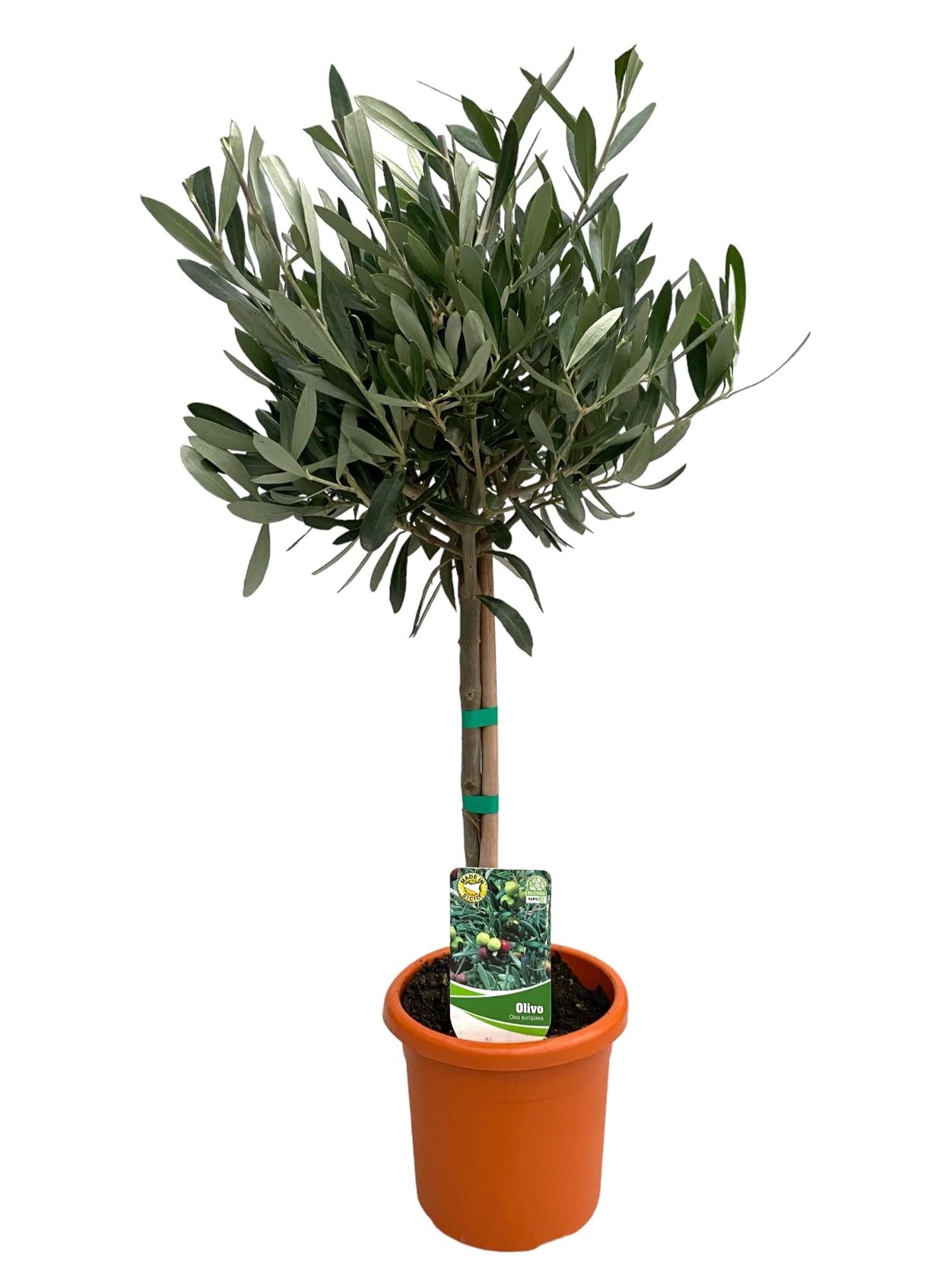 Olivo su tronco – Olea europaea, vaso da 15 cm, altezza 60 cm