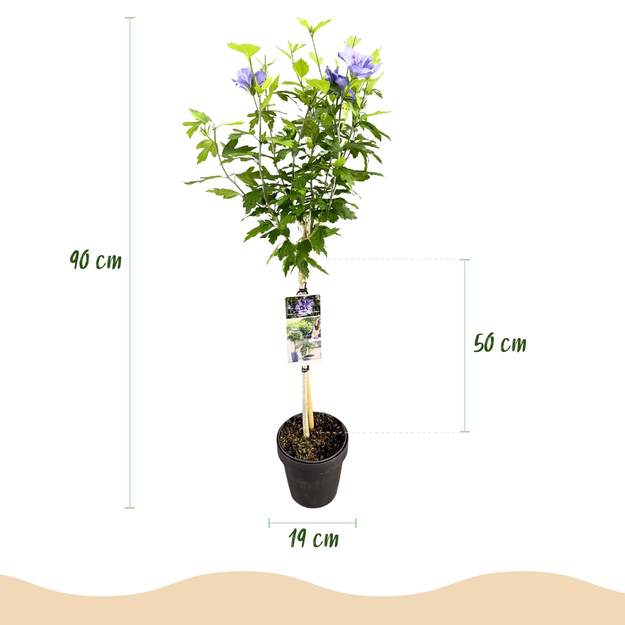 Hibiskus Blue Chiffon® – laubabwerfende, pflegeleichte Stammpflanze, 19 cm Topf, 90 cm hoch