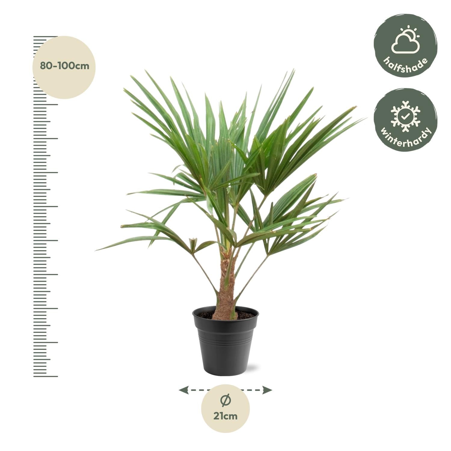 Trachycarpus fortunei – palma robusta e resistente, vaso da 21 cm, altezza 90–100 cm