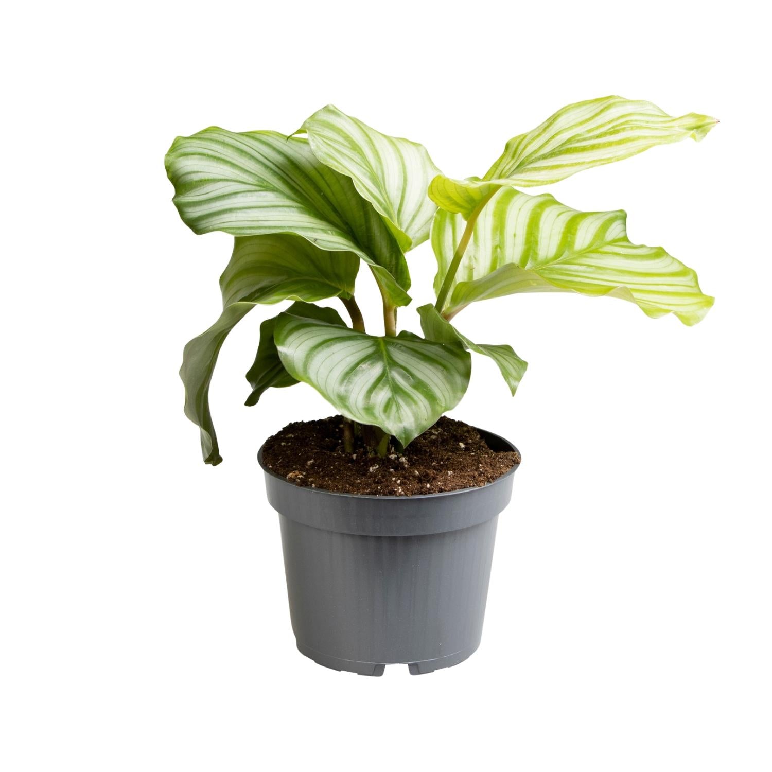 Calathea Orbifolia – Rundblatt-Korbmarante - 25-65cm