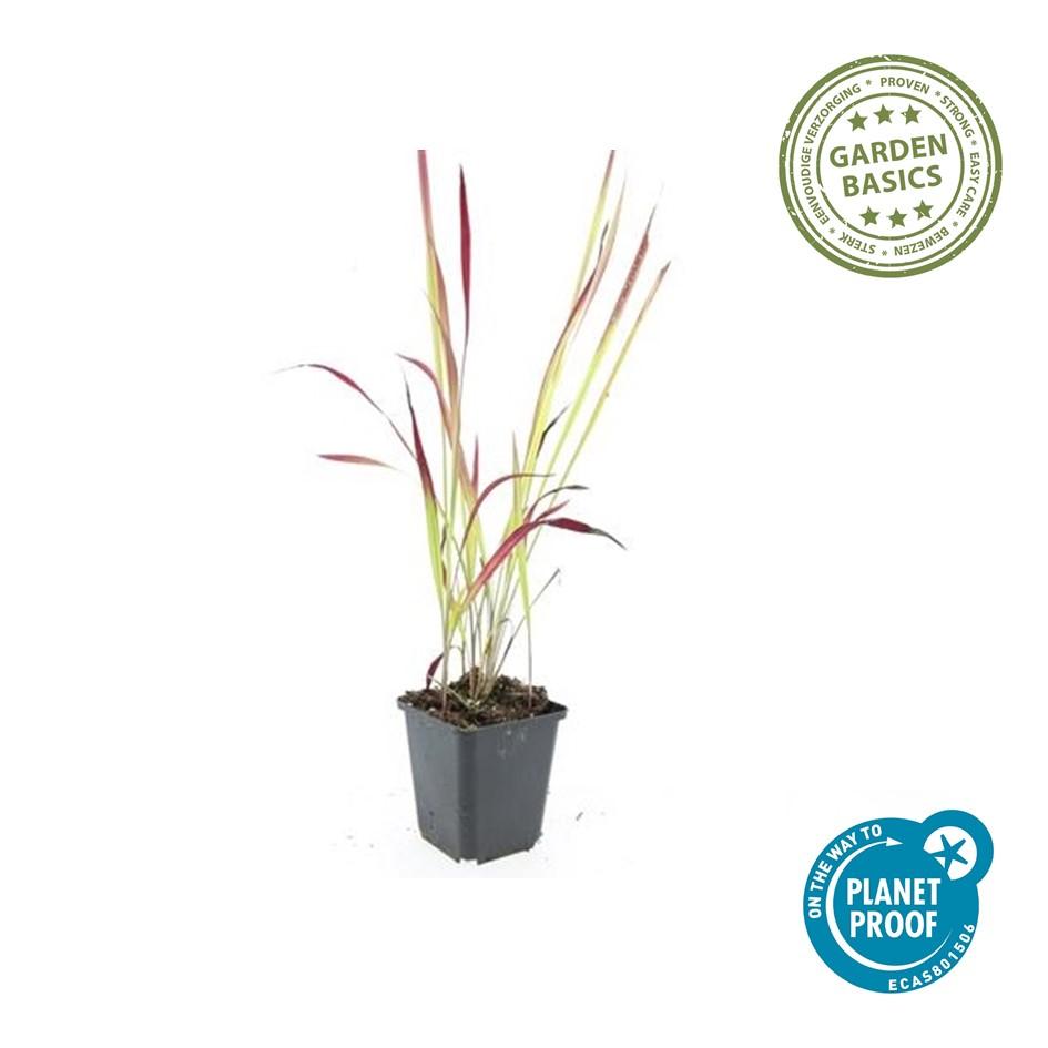 Blutgras ‘Red Baron’ – kompaktes Ziergras, 10–25 cm, 9 cm Topf