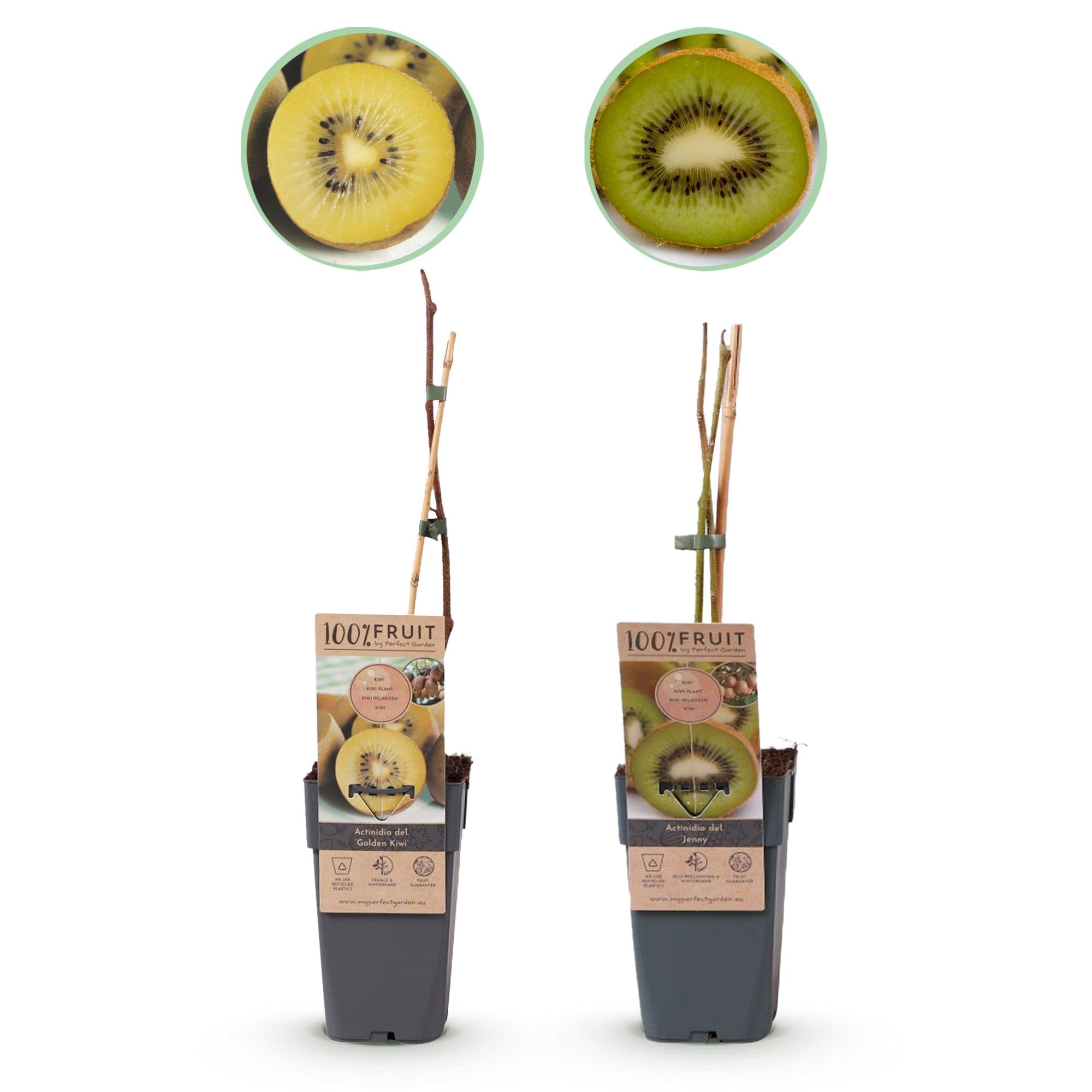 Kiwi plant set – Green 'Jenny' & Golden Kiwi, set of 2 in 15 cm pots (height approx. 50 cm)
