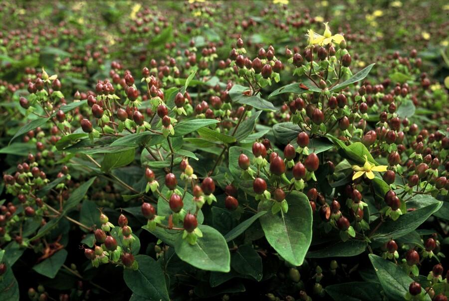 Zier-Johanniskraut (Hypericum inodorum) – 9 cm Topf, 10–25 cm hoch