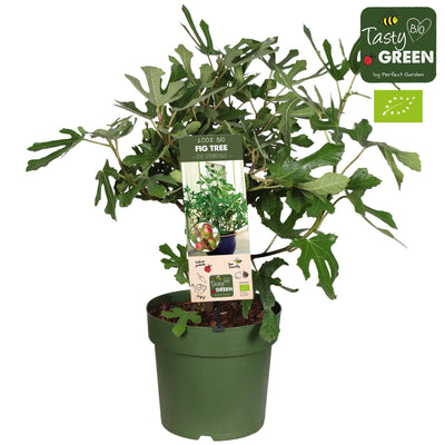 Fico “Little Miss Figgy” (Ficus carica) Biologico – vaso da 23 cm, altezza circa 50 cm