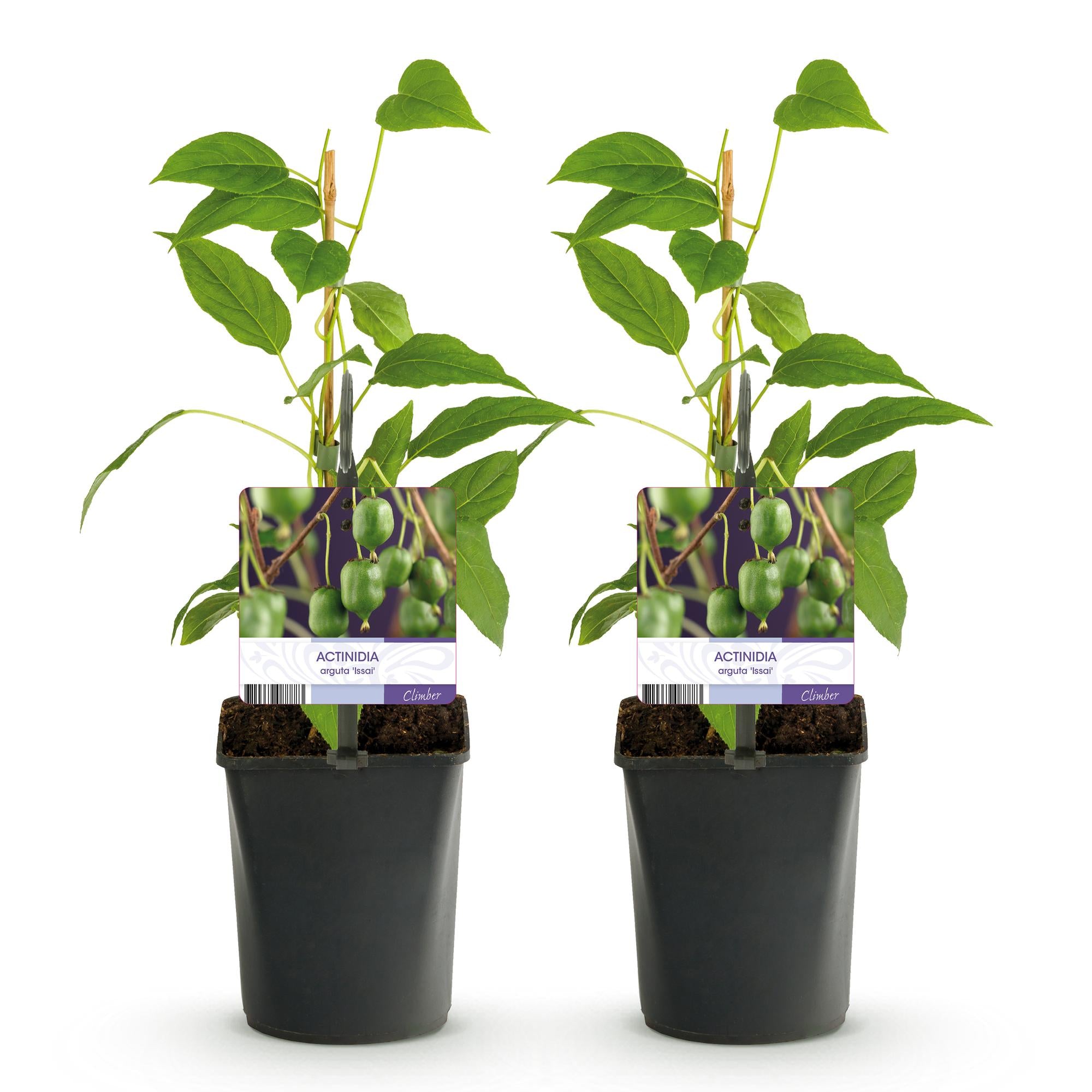 Mini kiwi “Issai” – Actinidia arguta, 2 plants, 11 cm pot, approx. 40 cm height