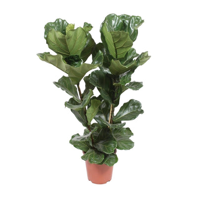 Ficus Lyrata – Fico a foglia di violino – 30-130 cm