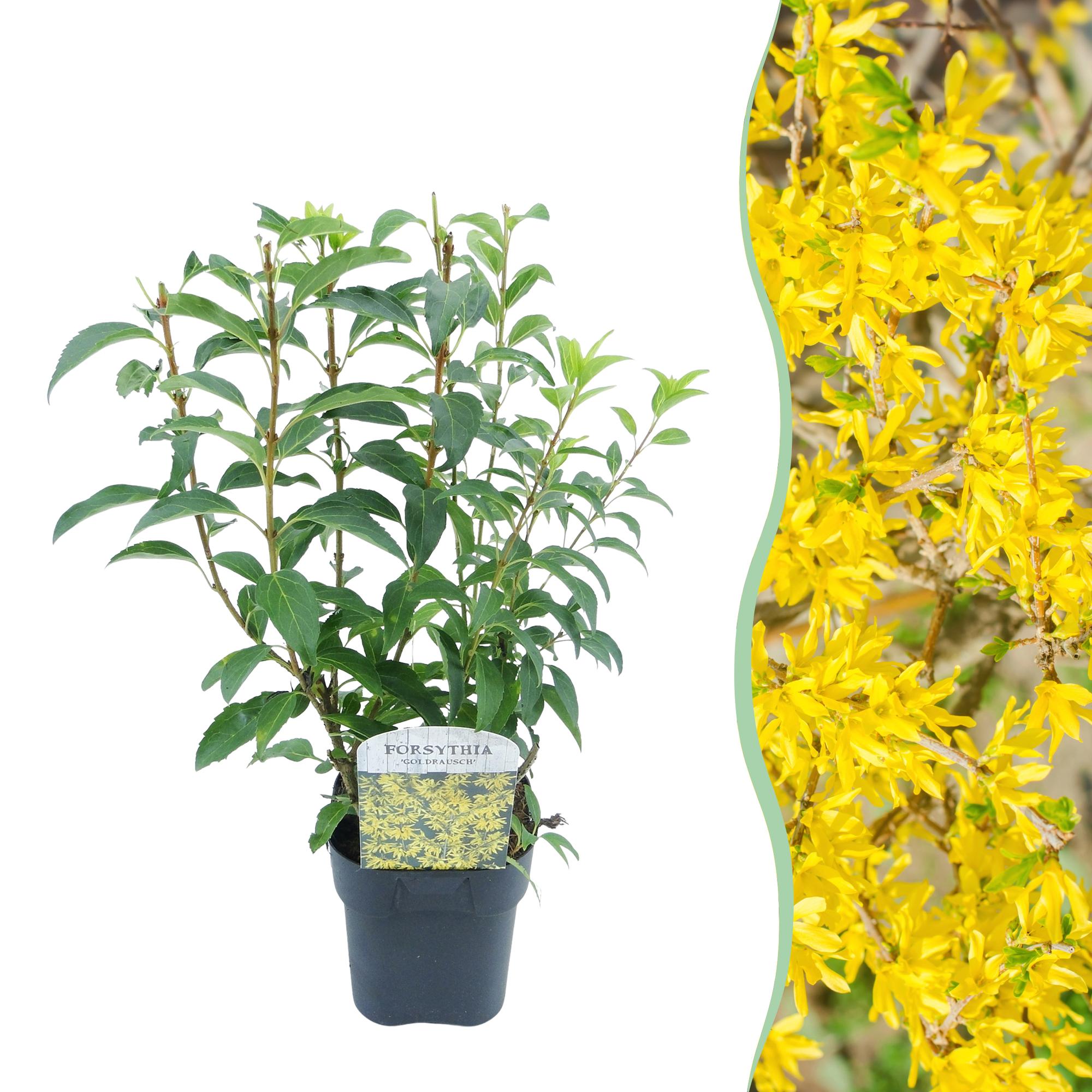 Forsythia 'Goldrauch' – yellow-flowering shrub, 1 plant, 17 cm pot, 45 cm tall