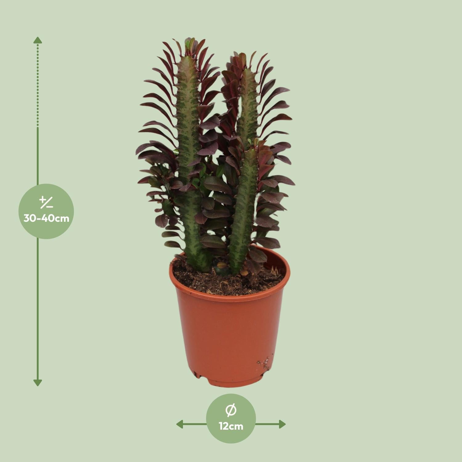 Euphorbia Trigona Rubra – Roter Afrikanischer Milchbaum - 40-70 cm