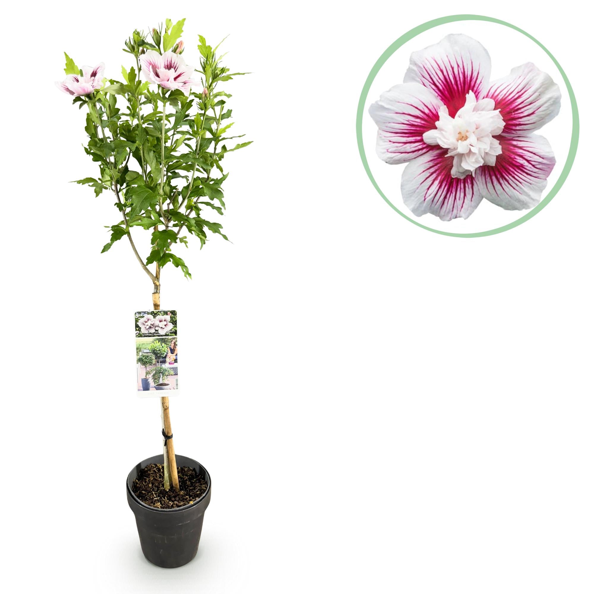 Starburst Chiffon® Hibiscus – pianta decidua standard, vaso da 19 cm, altezza 90 cm