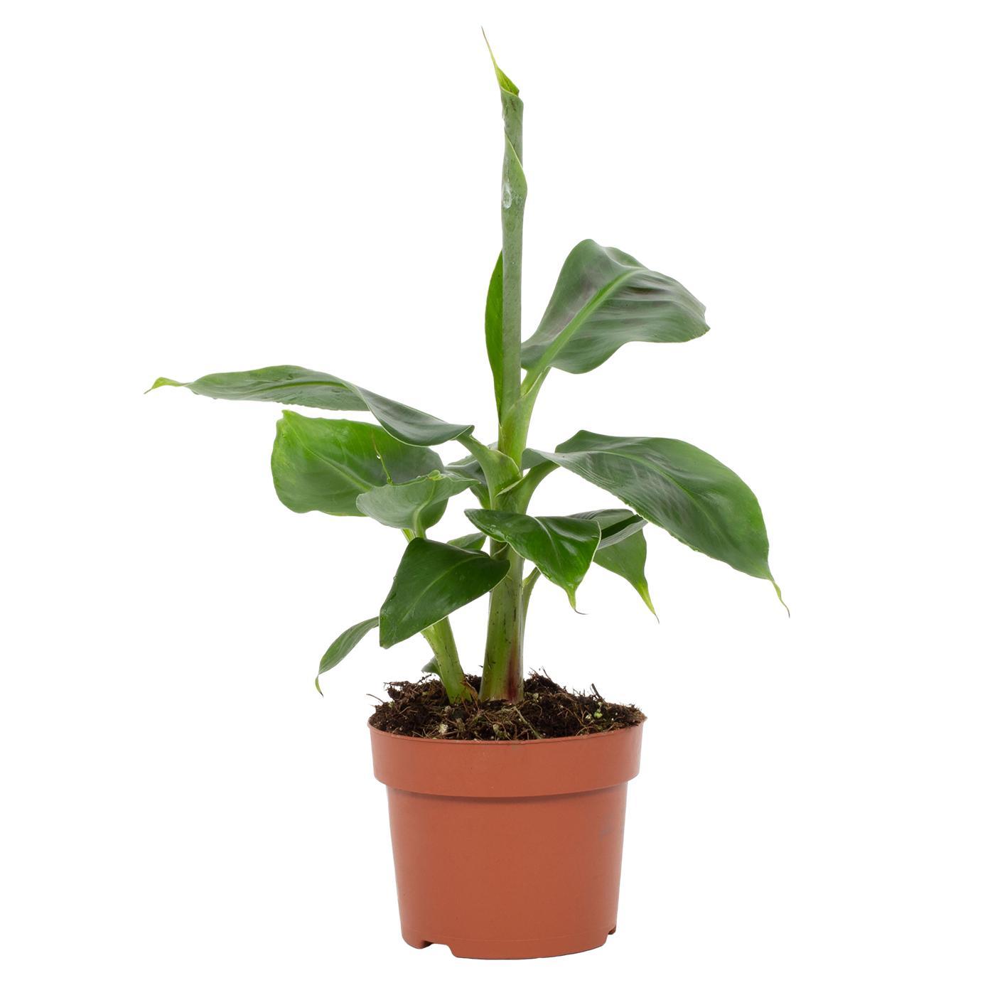 Musa Tropicana – Zwergbanane - 12 cm Topf, 27 cm hoch