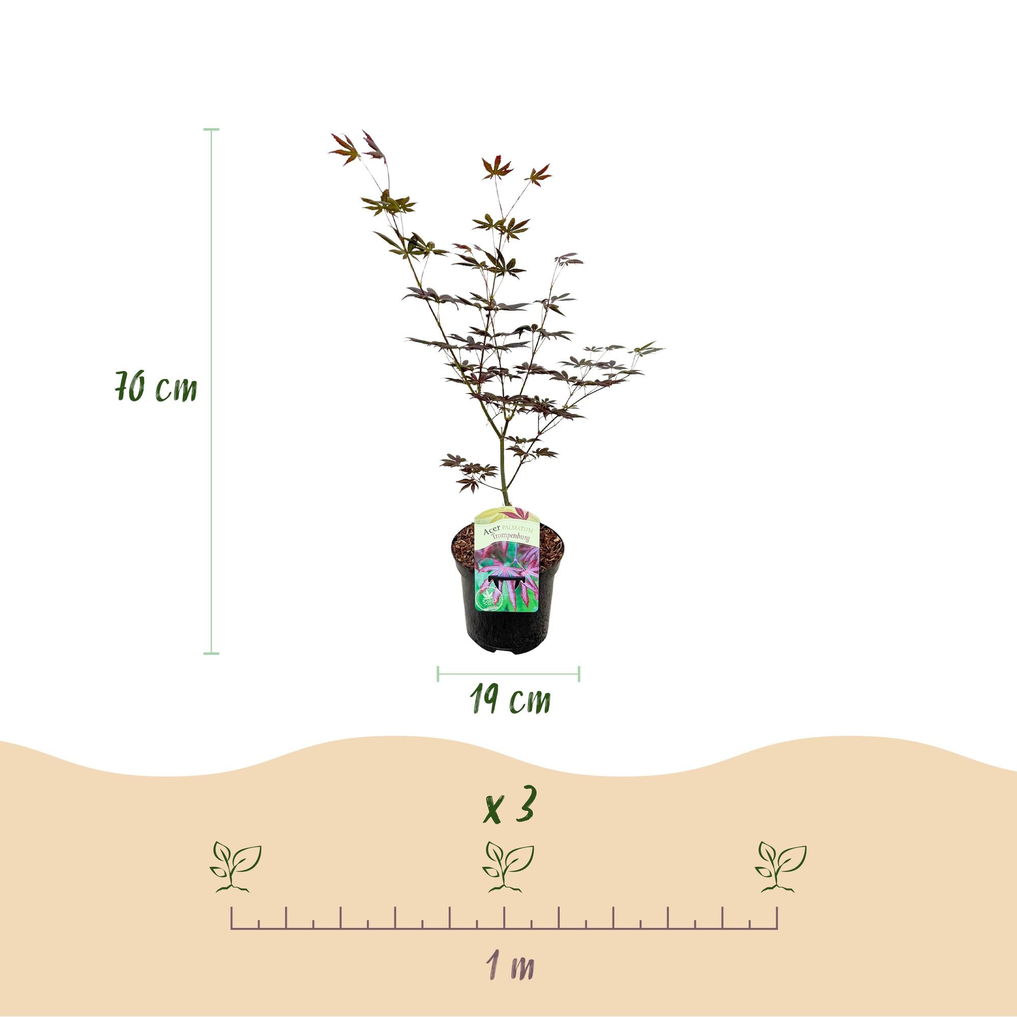 Acer Palmatum 'Trompenburg' – Japanese maple, deciduous – 19 cm pot, 70 cm tall