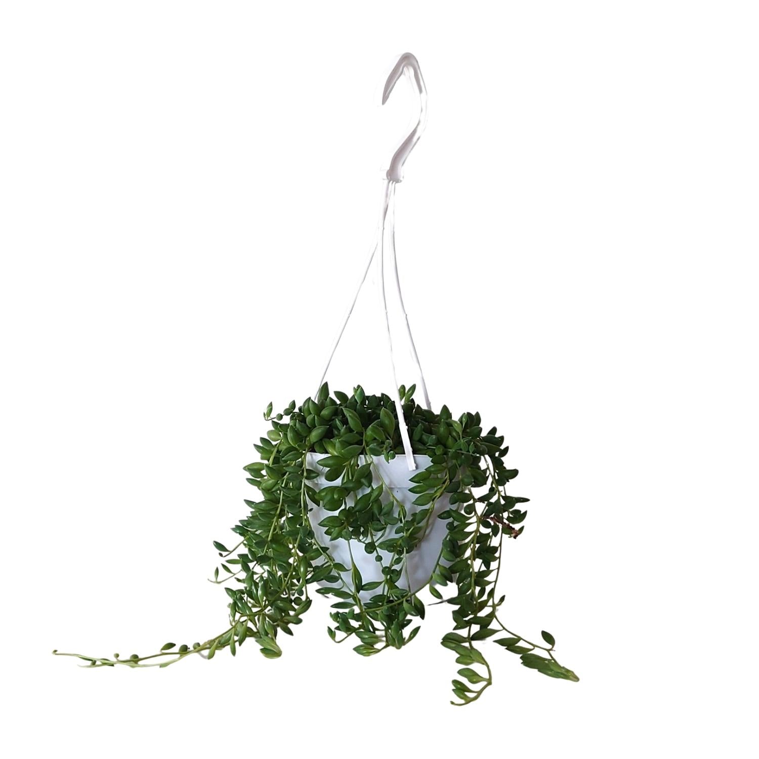 Senecio Herreianus – Erbsenpflanze - 20-25 cm