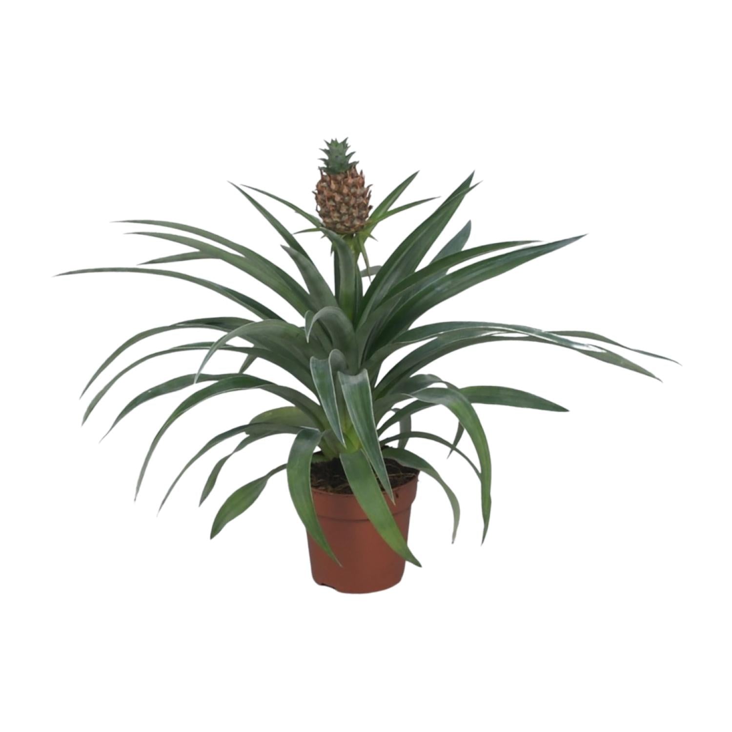 Ananas ‘Mi Amigo’ – Zierananas - Ø12 cm - ↕40 cm