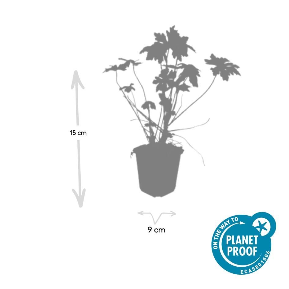 Storchschnabel (Geranium macrorrhizum) – 9 cm Topf, 10–25 cm Höhe