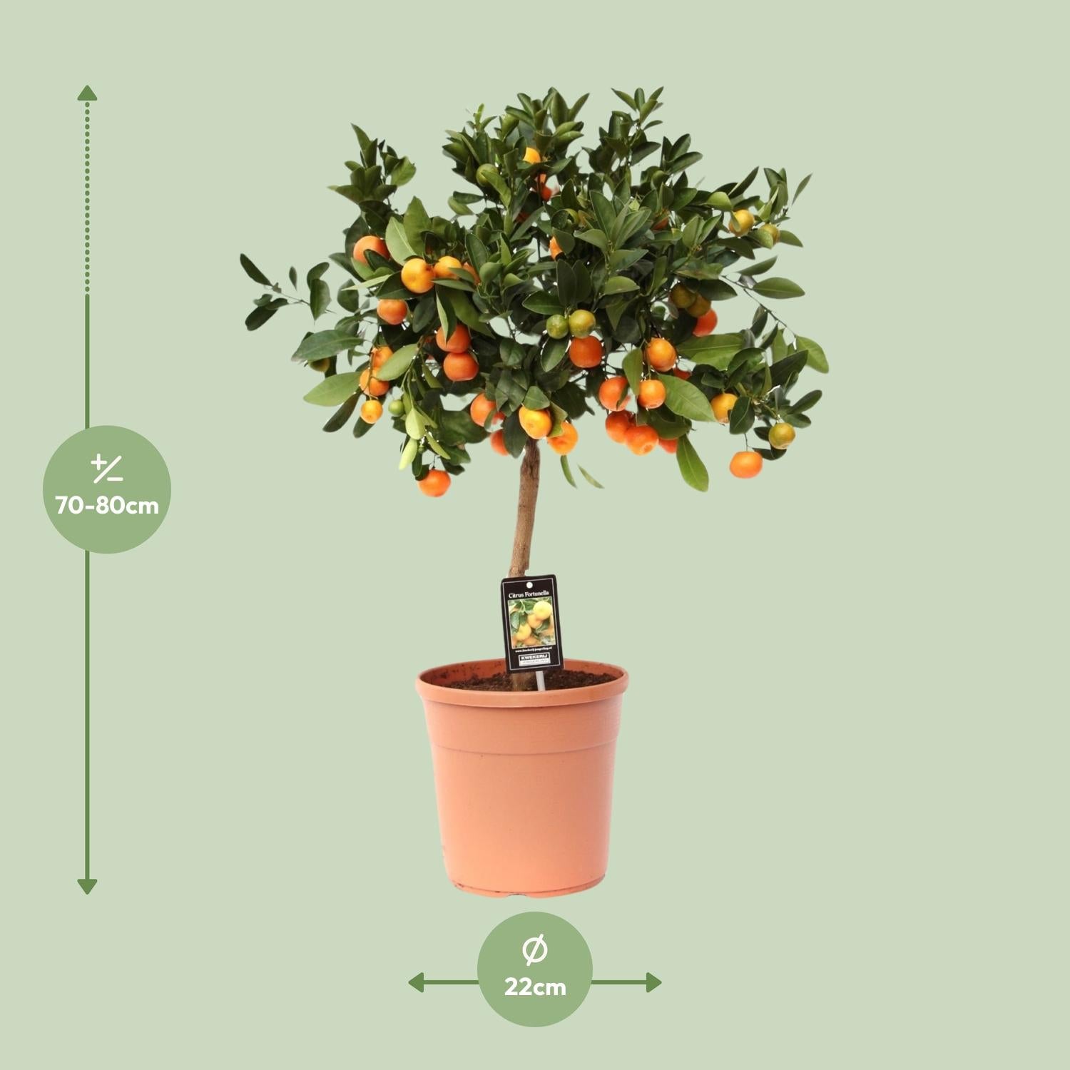 Calamondinorange (Citrus calamondin) – 40–80 cm