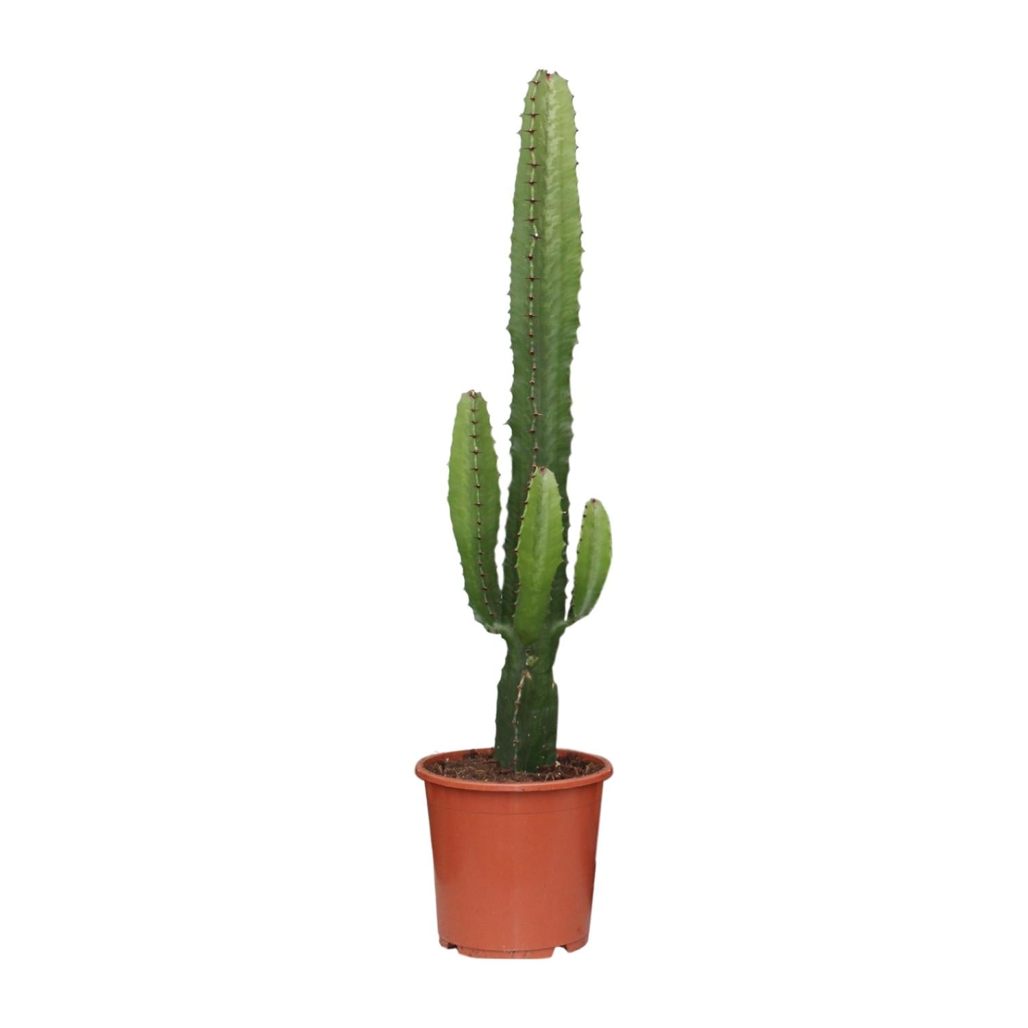 Euphorbia acrurensis – Candela del deserto - 50-60 cm