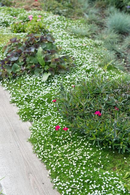 Sagina subulata – immergrünes Polsterkraut, 9 cm Topf, 10–25 cm hoch