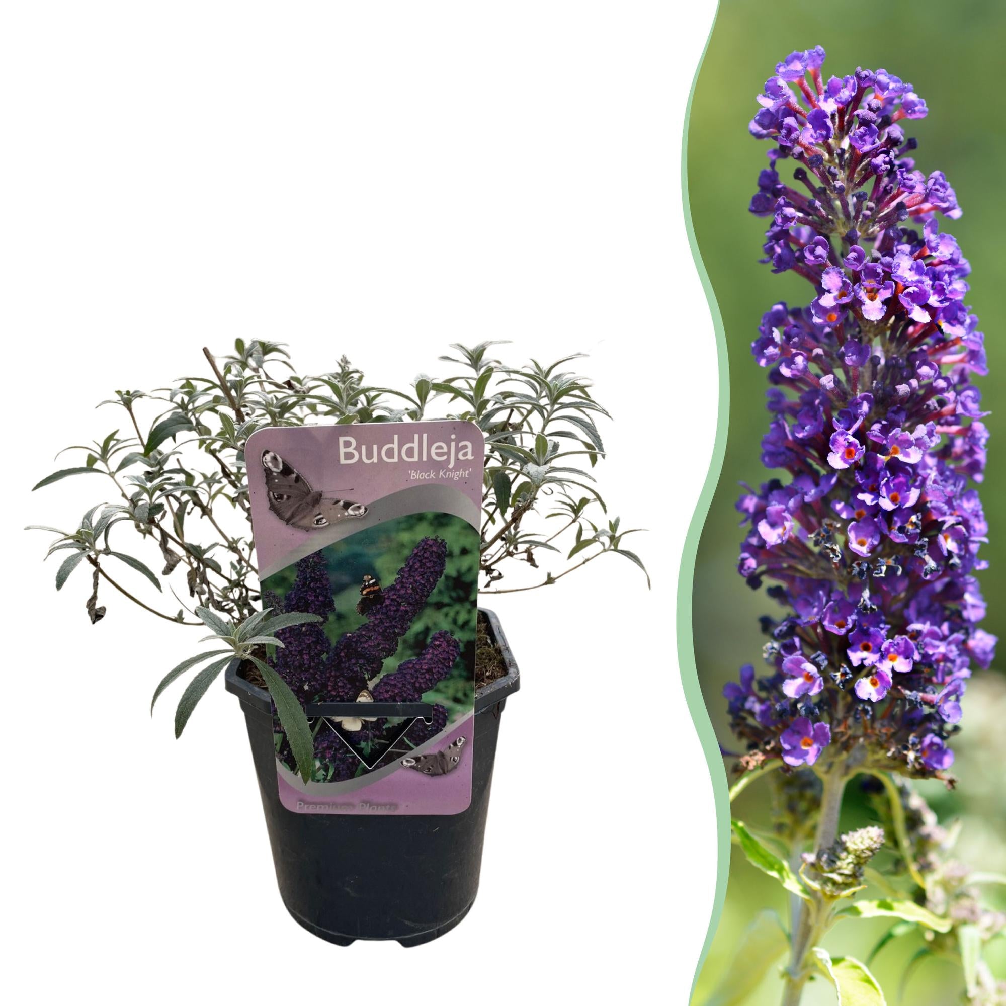Buddleja Davidii 'Purple Emperor' – Butterfly bush, deciduous & attracts butterflies – 1 plant - 17 cm pot, 25 cm tall